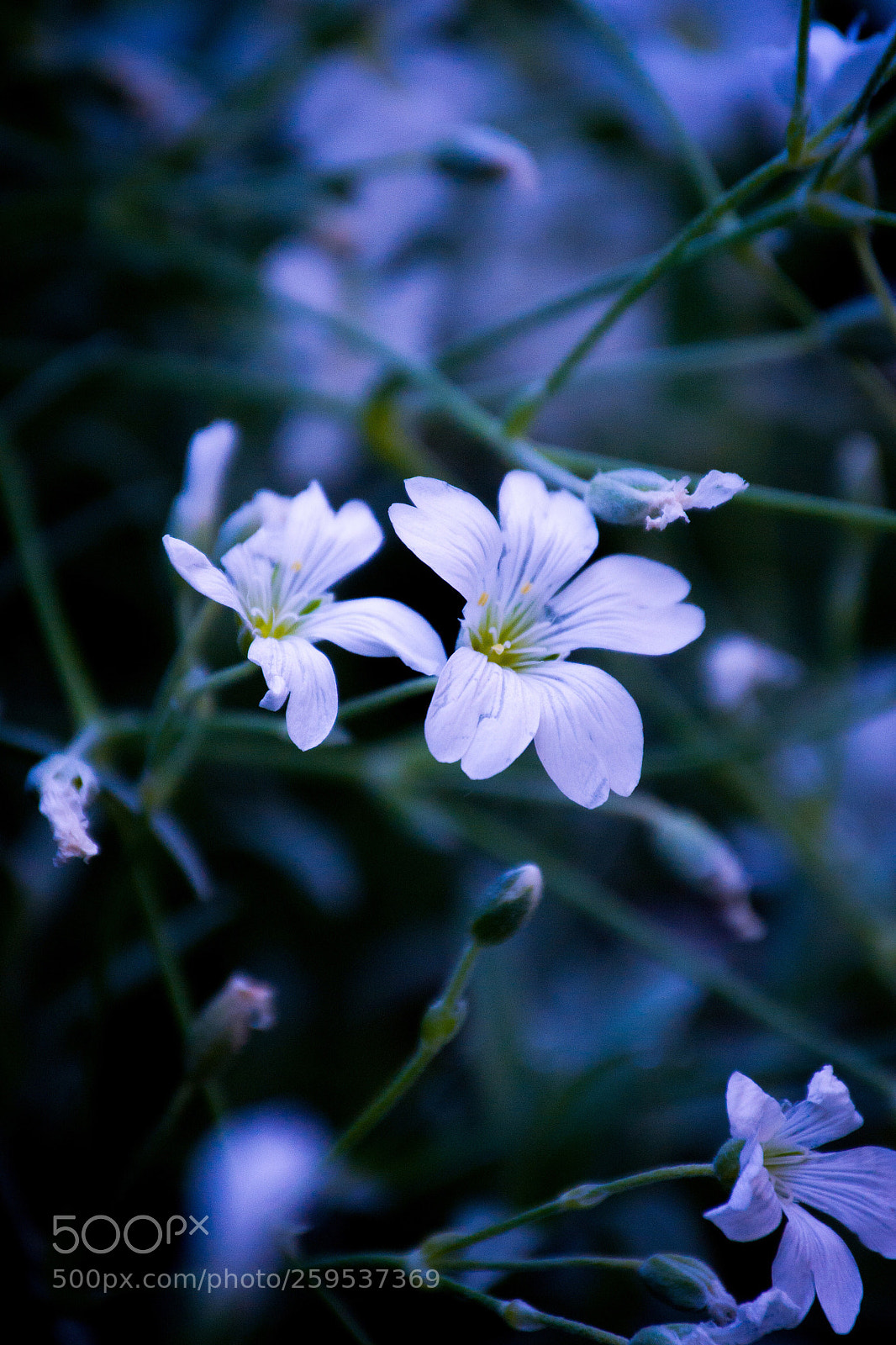 Nikon D3100 sample photo. White flower photography