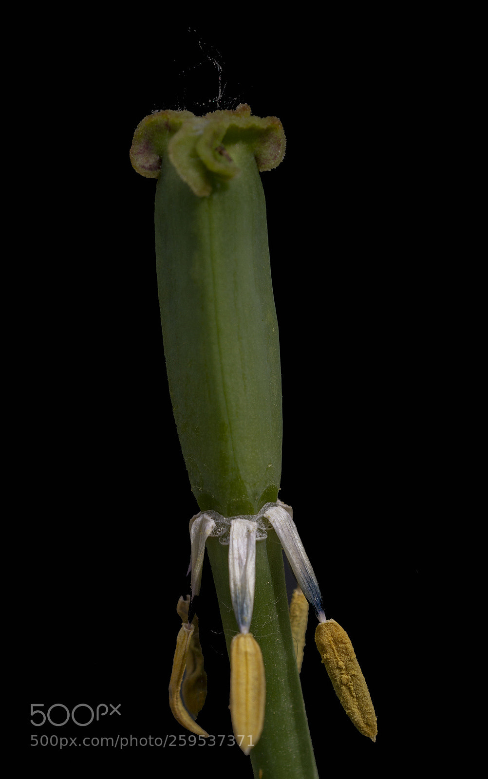 Canon EOS 7D sample photo. Tulip 8 photography