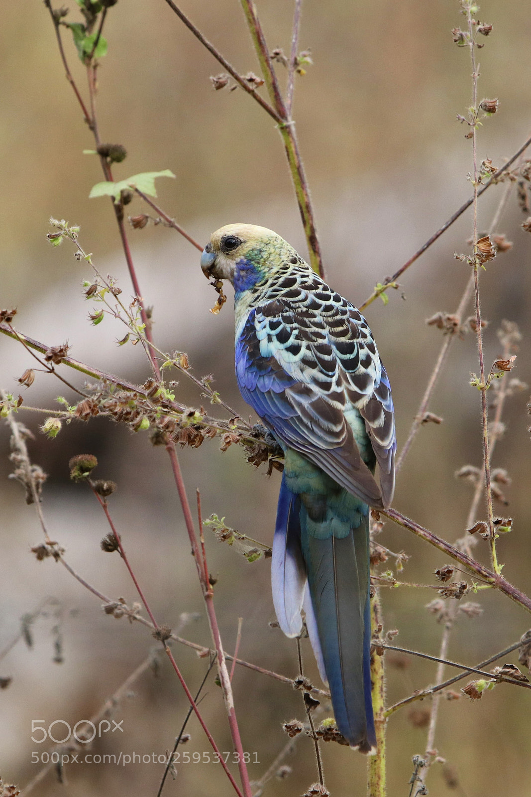 Canon EOS 80D sample photo. Rosella photography