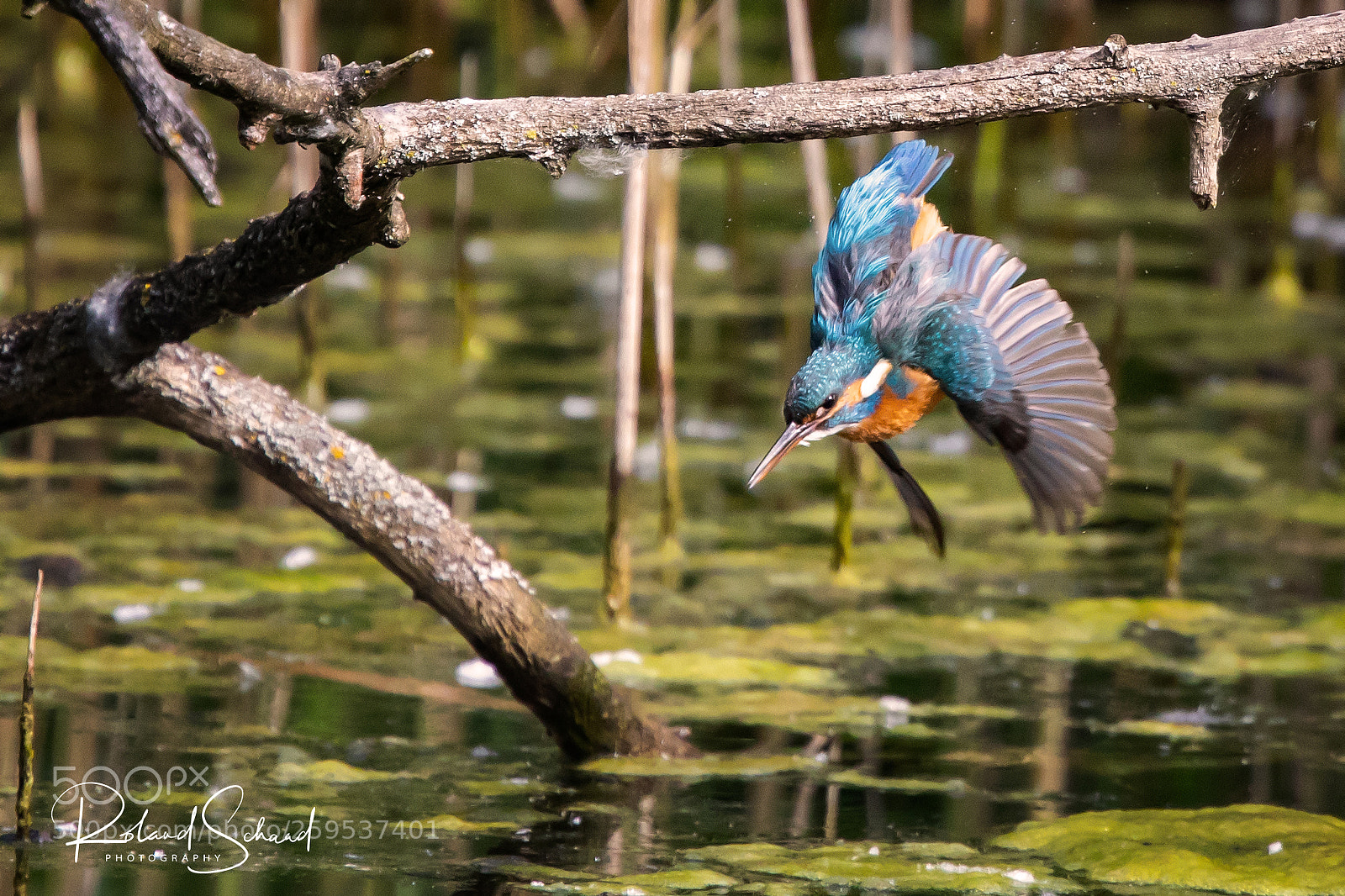 Canon EOS 5D Mark IV sample photo. Kingfisher on the hunt photography