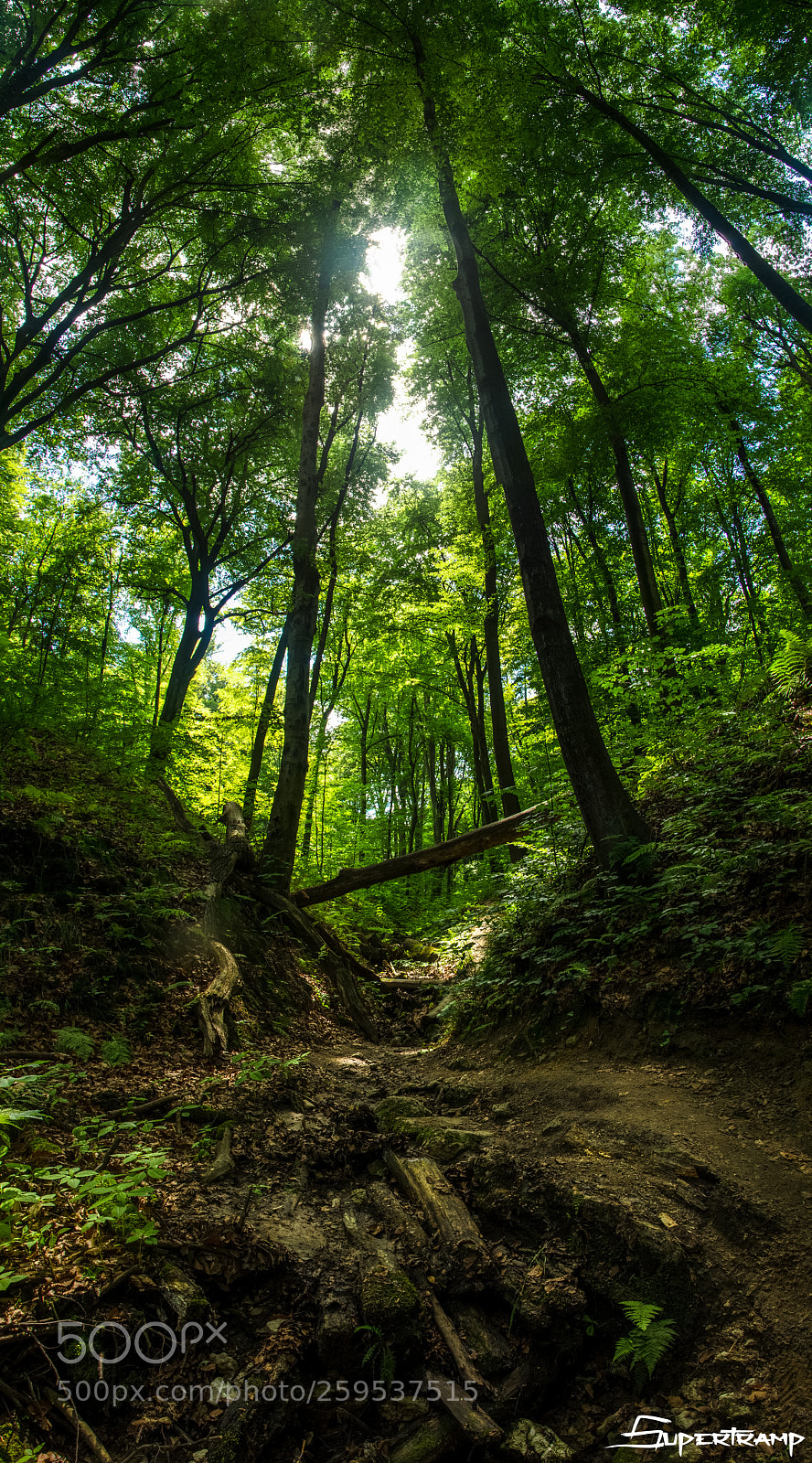 Nikon D7000 sample photo. Forest under pilsudski photography