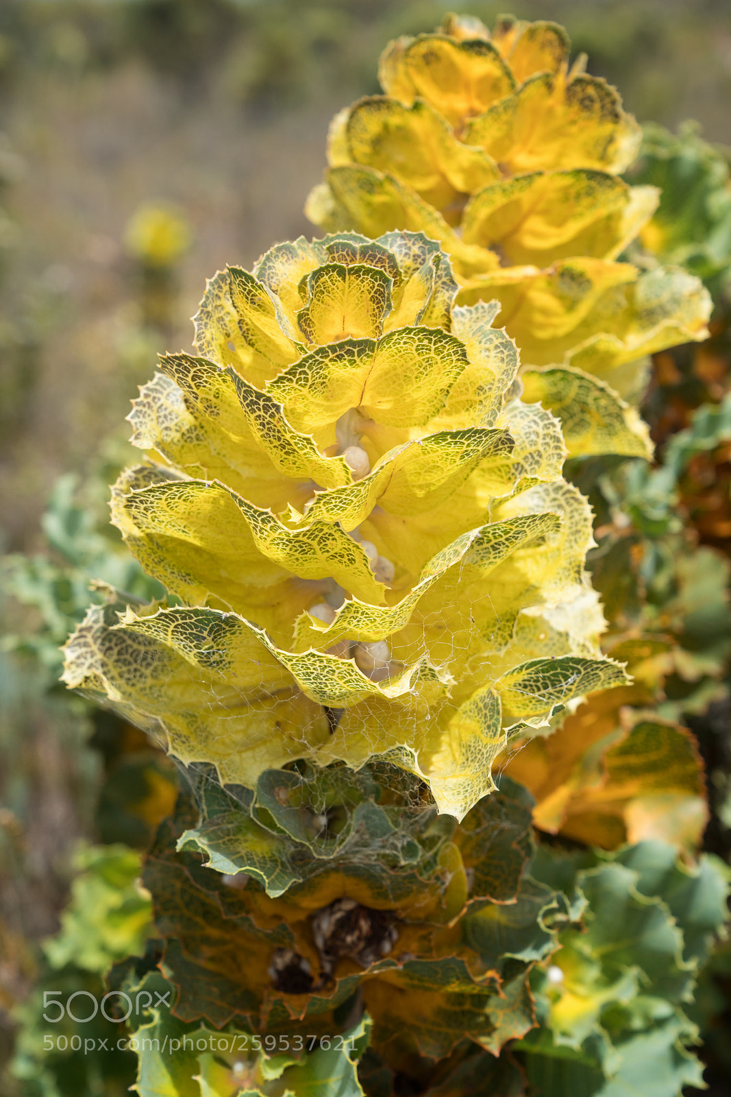 Sony a7R II sample photo. Royal hakea, fitzgerald river photography