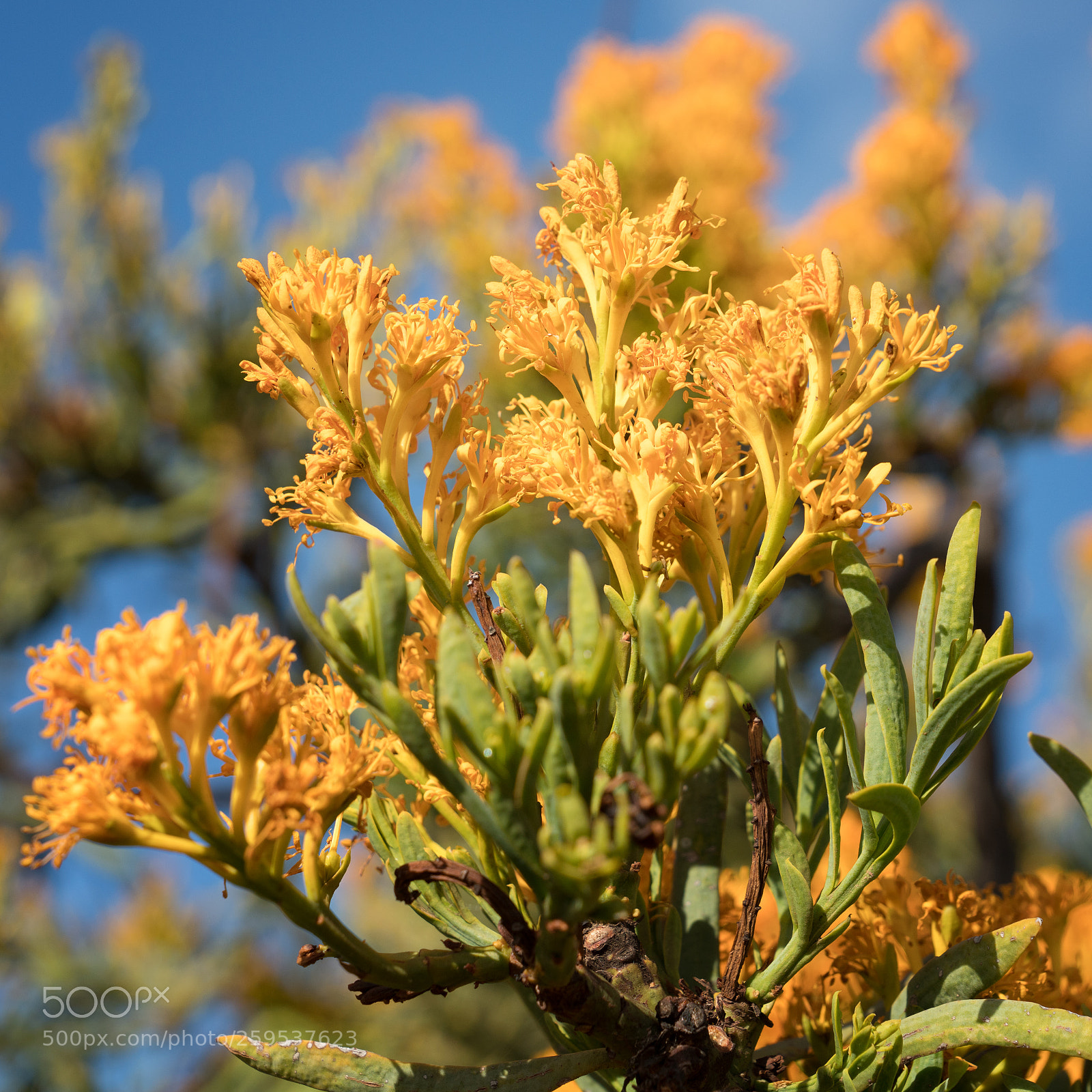 Sony a7R II sample photo. Nuytsia floribunda, fitzgerald river photography