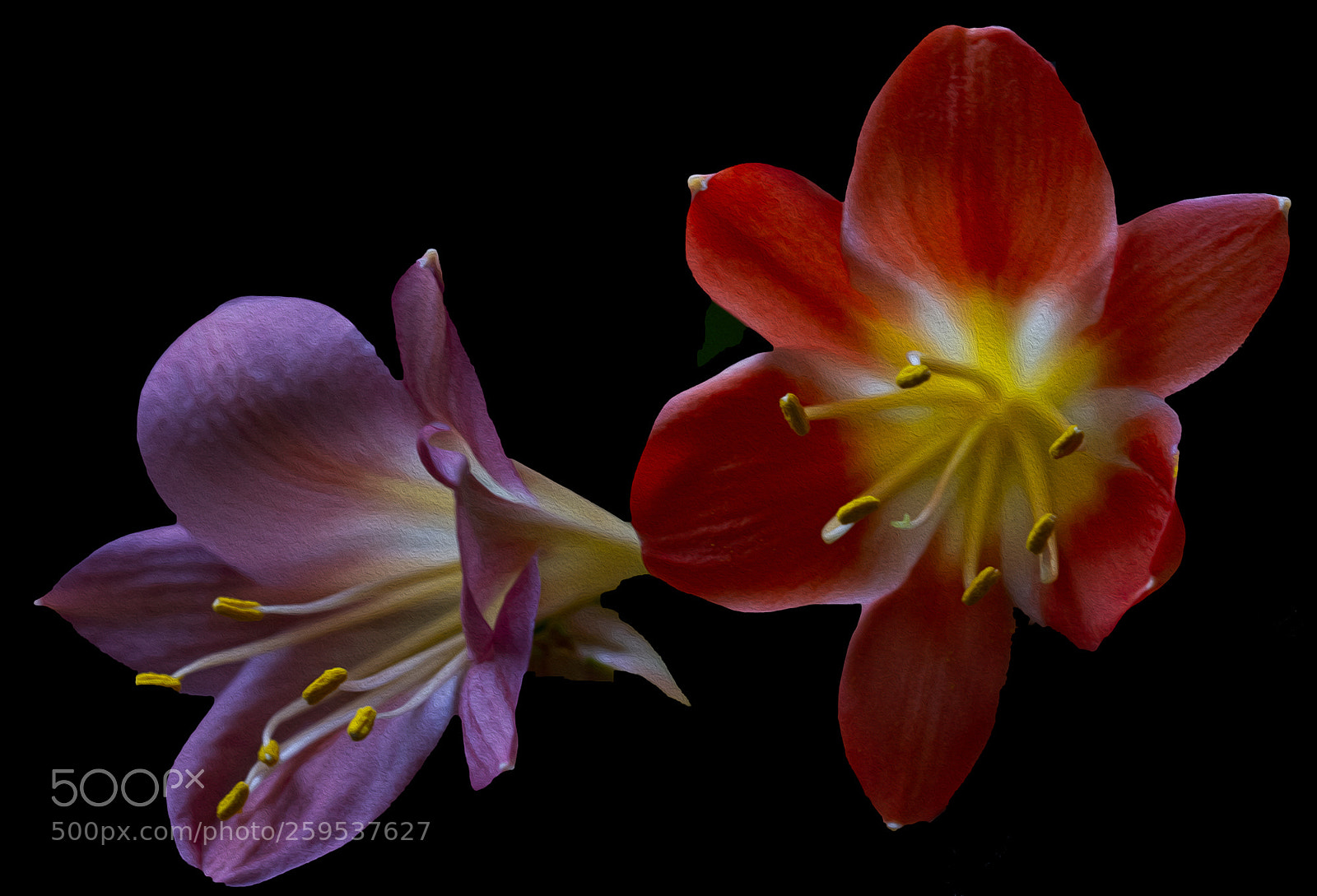 Canon EOS 7D sample photo. Colorful flowers photography