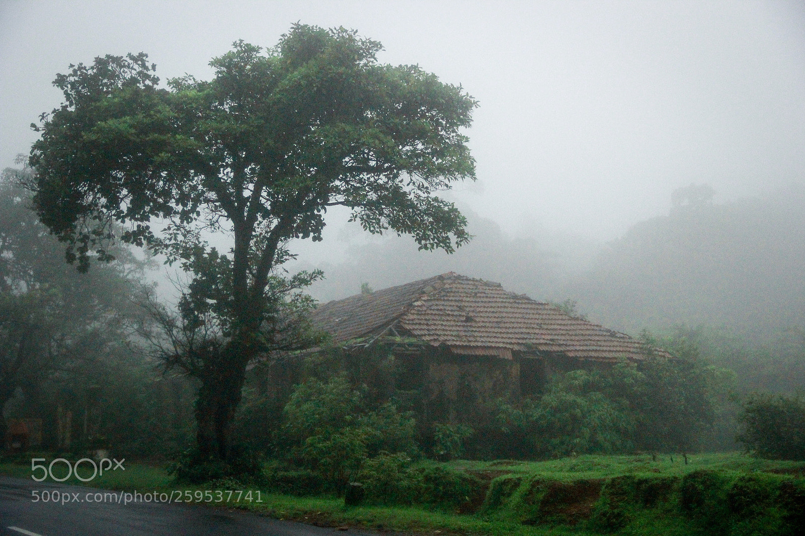 Canon EOS 60D sample photo. Foggy tales photography