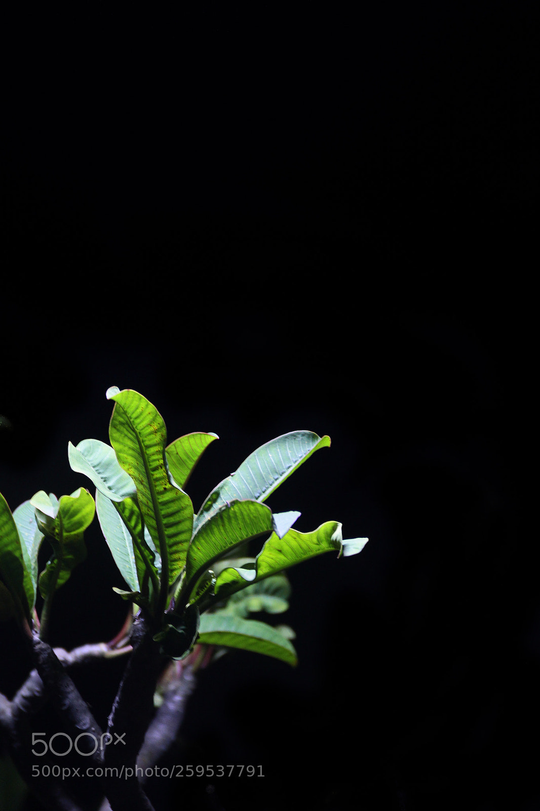 Canon EOS 60D sample photo. Light stands out photography
