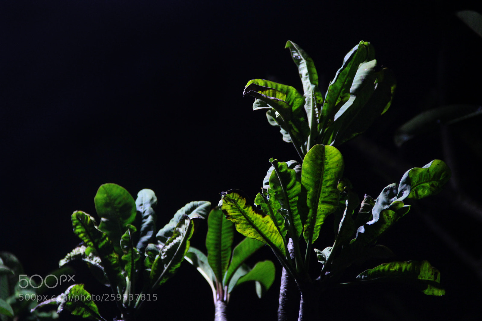 Canon EOS 60D sample photo. Light stands out photography