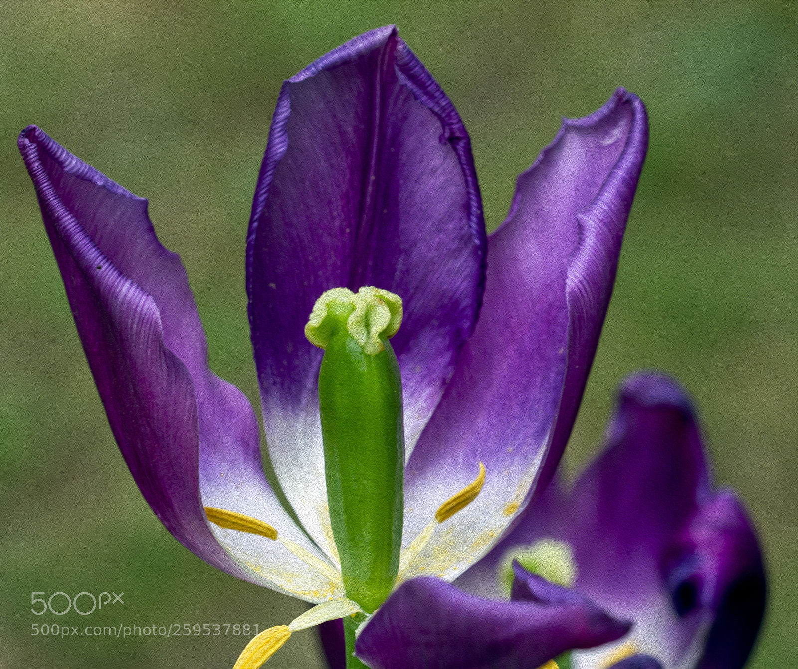 Canon EOS 7D sample photo. Purple tulip photography