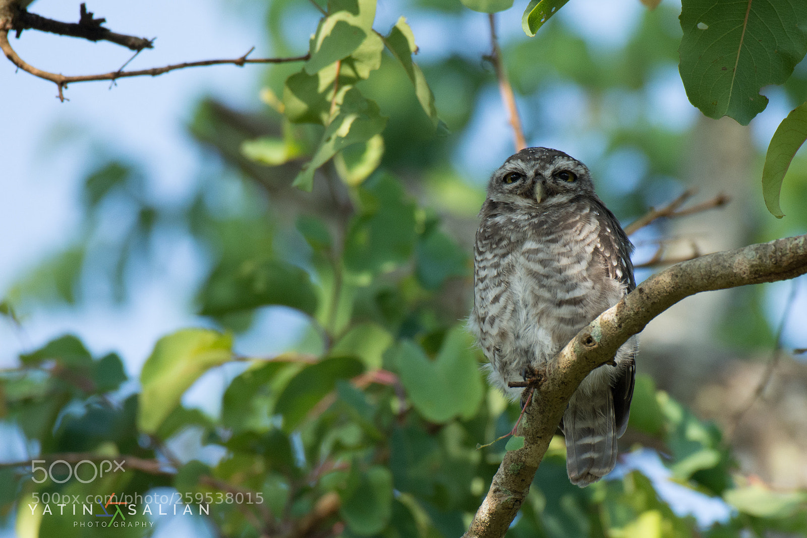 Nikon D7200 sample photo. Droopy eyes photography
