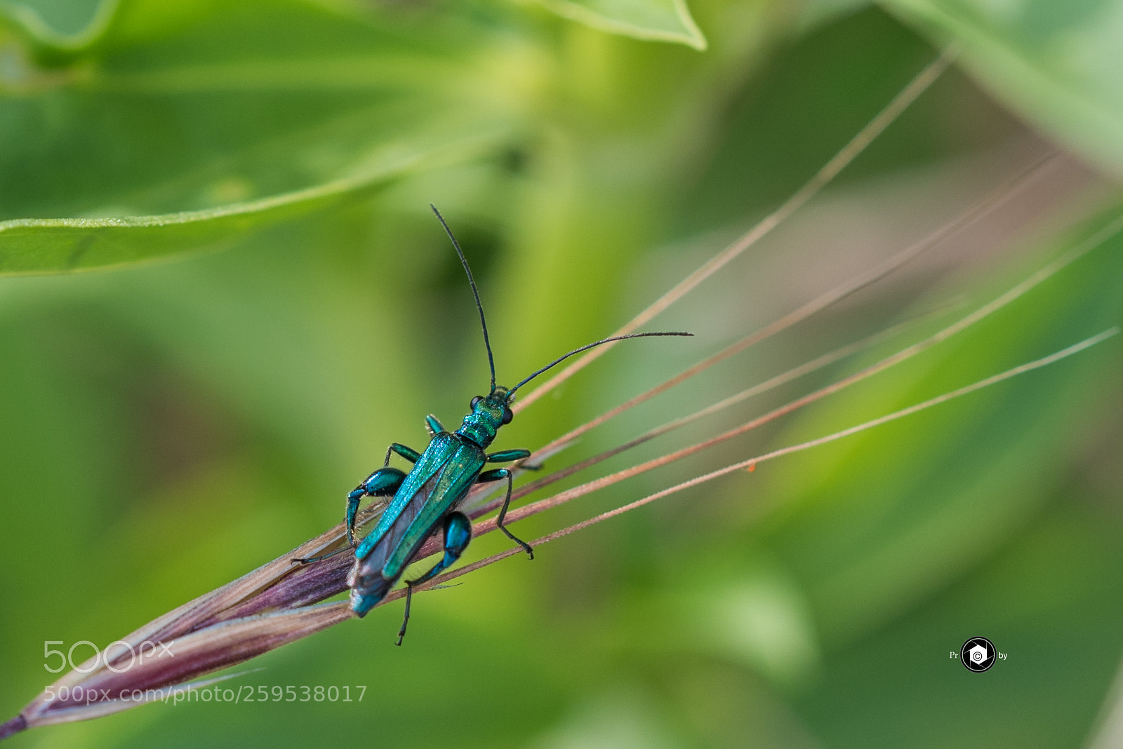 Nikon D750 sample photo. Piccole creature photography
