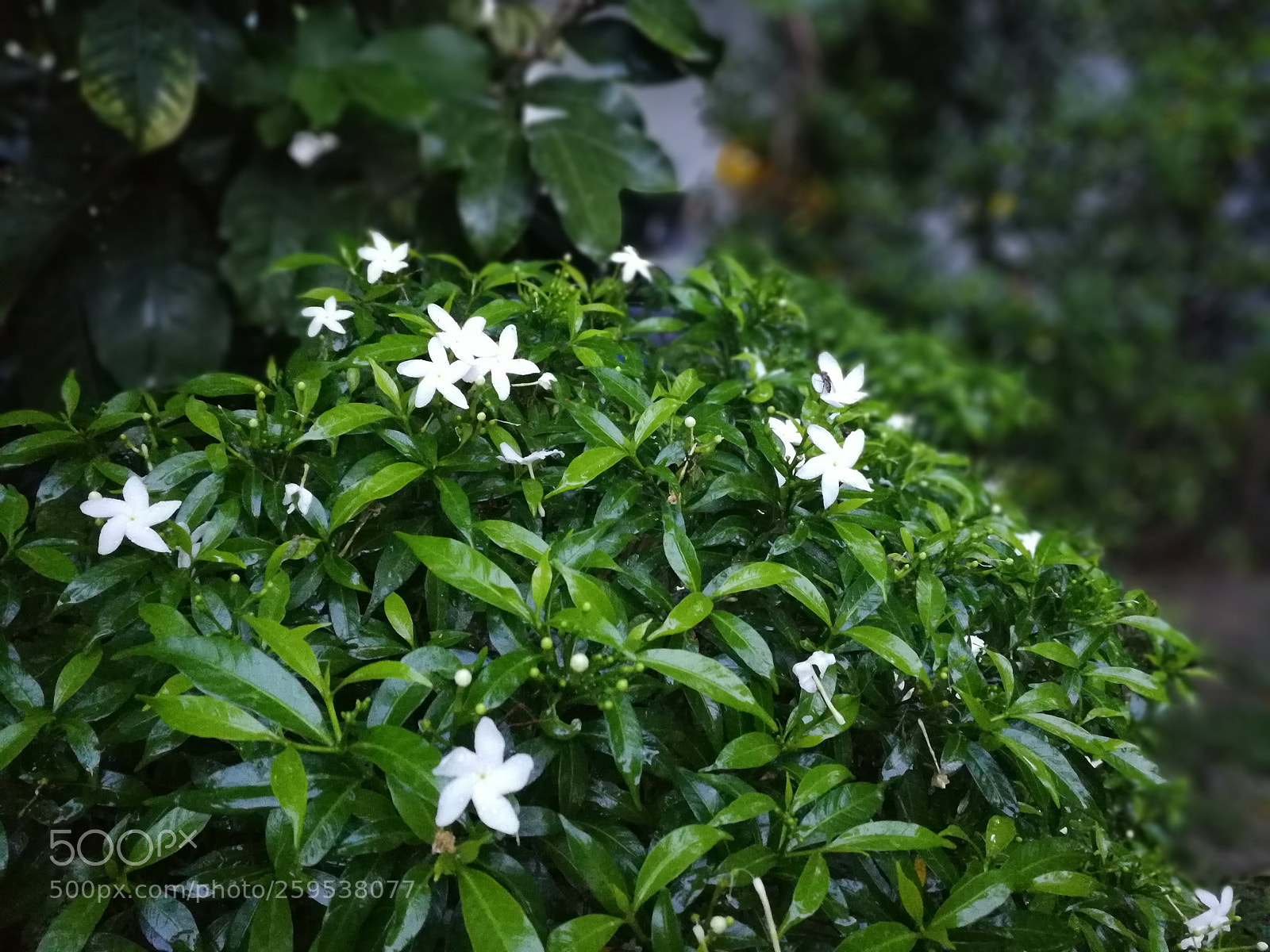 HUAWEI P10 sample photo. Untitled photography