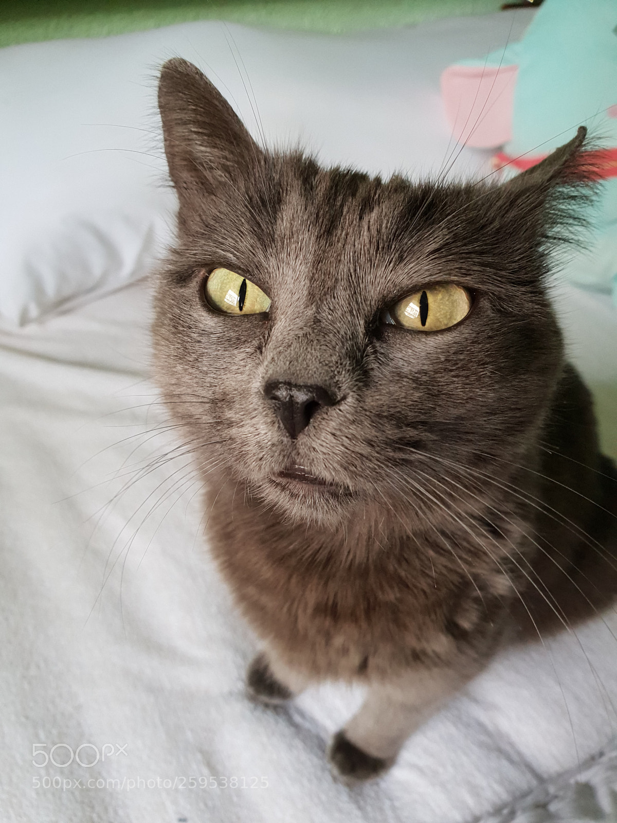 Samsung Galaxy S9+ sample photo. Untitled photography