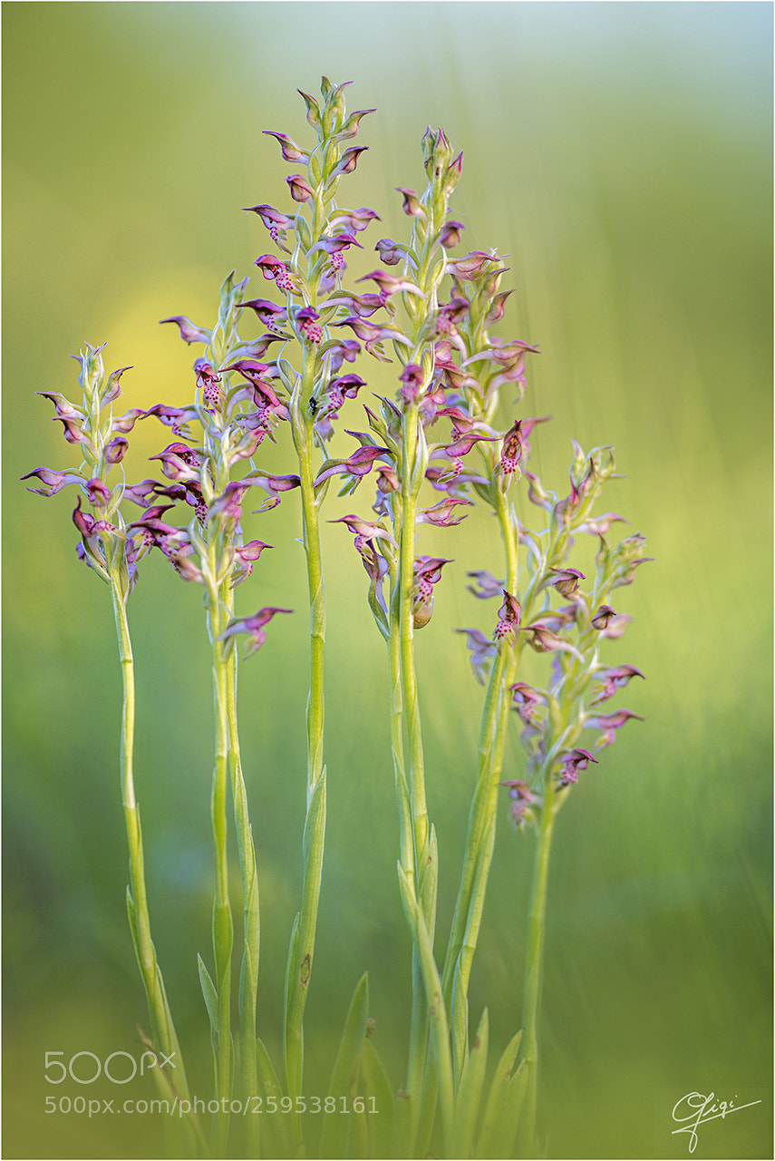 Nikon D610 sample photo. Anacamptis coriophora photography