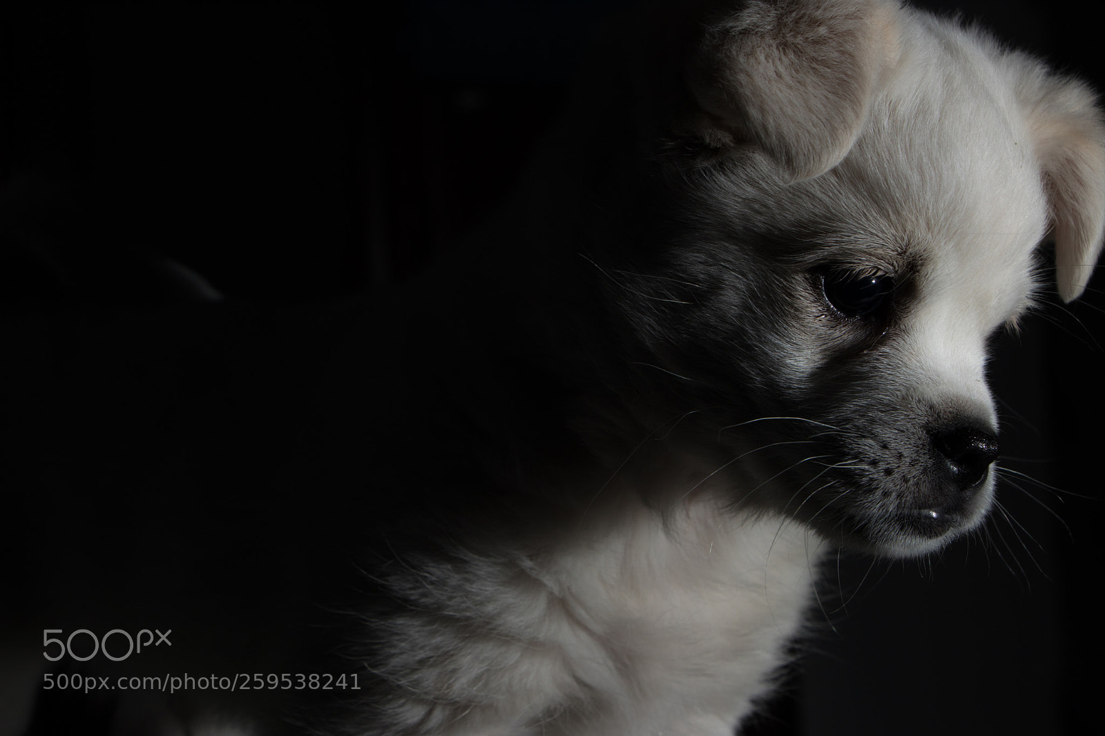 Canon EOS 80D sample photo. Img photography