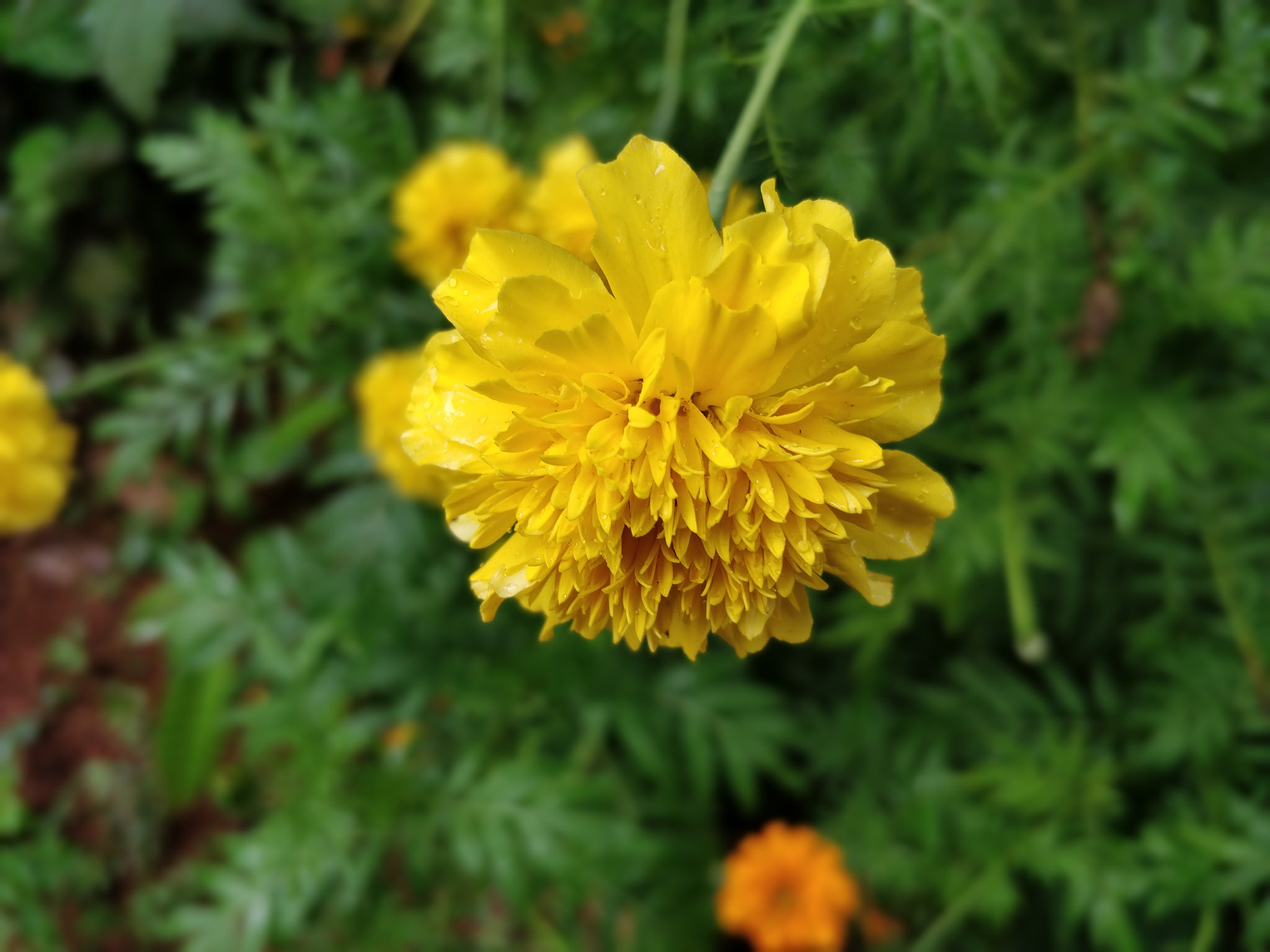 OnePlus 5T sample photo. Nature's ornament photography
