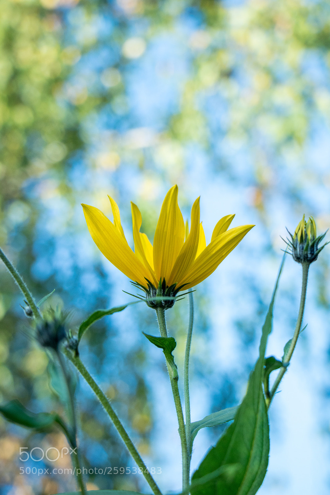 Canon EOS 750D (EOS Rebel T6i / EOS Kiss X8i) sample photo. Yellow photography