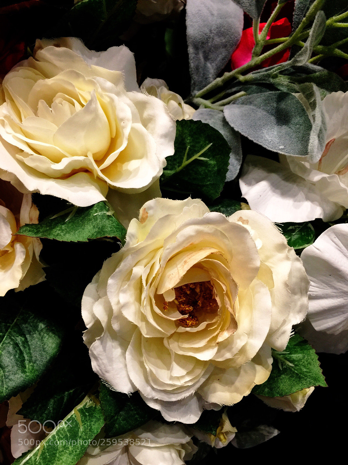 Apple iPhone 6 Plus sample photo. Today’s flower ?  photography