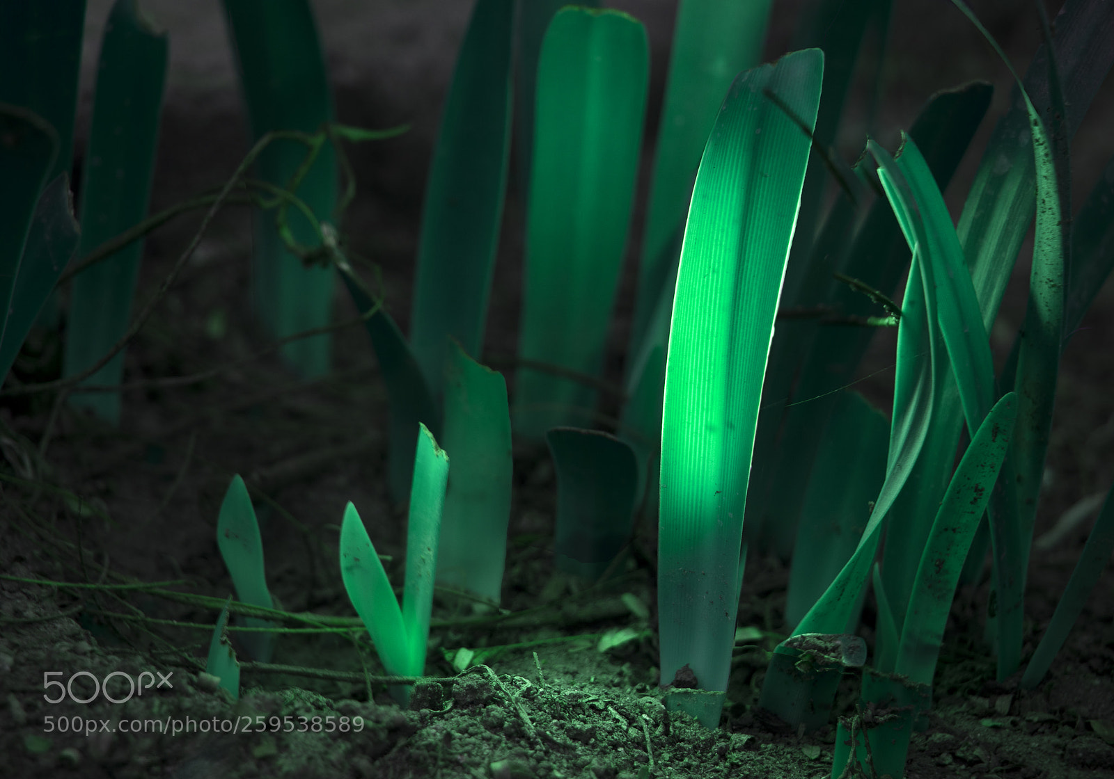 Canon EOS 80D sample photo. Fantasy forest photography