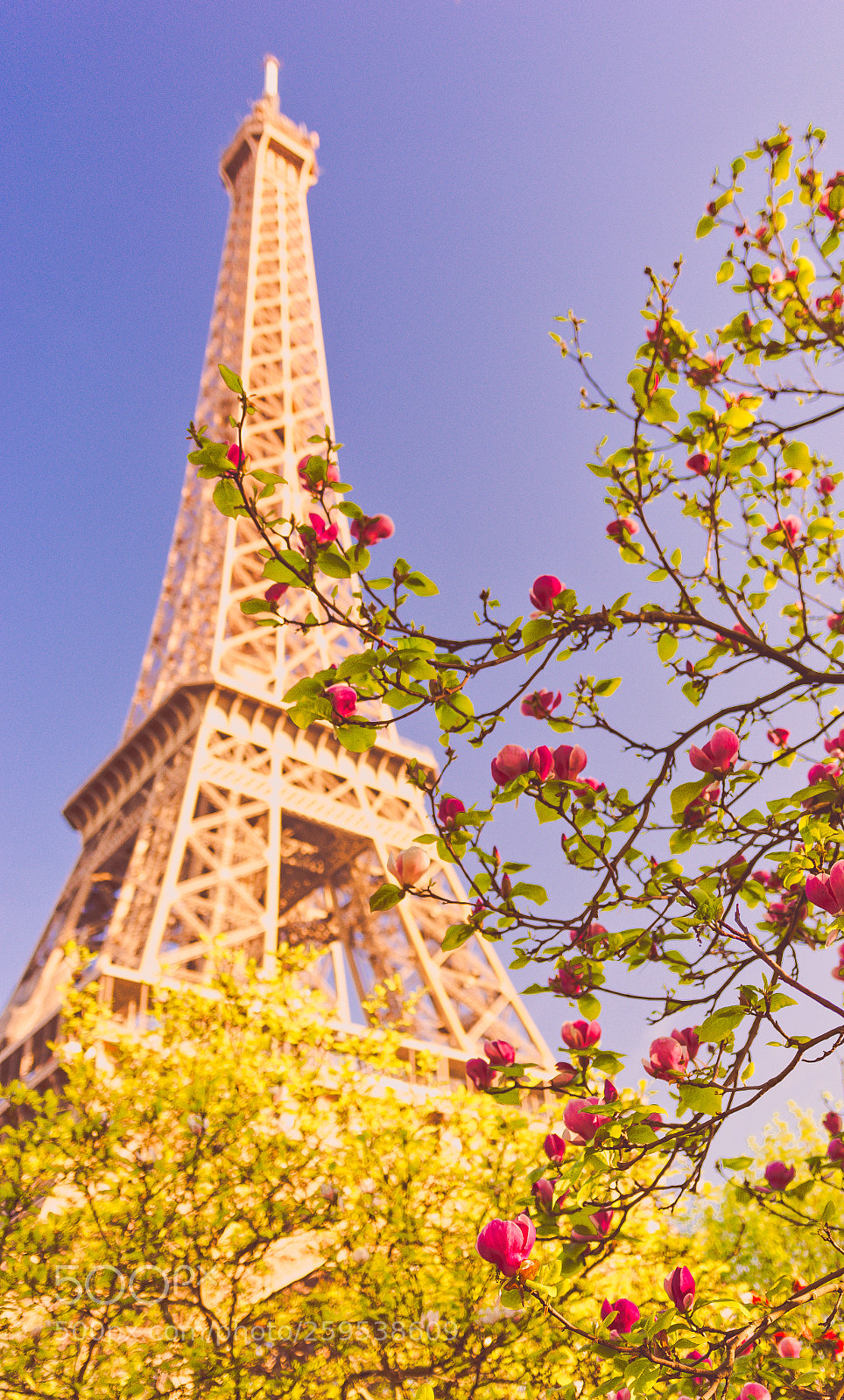 Nikon D7100 sample photo. Springtime in paris photography