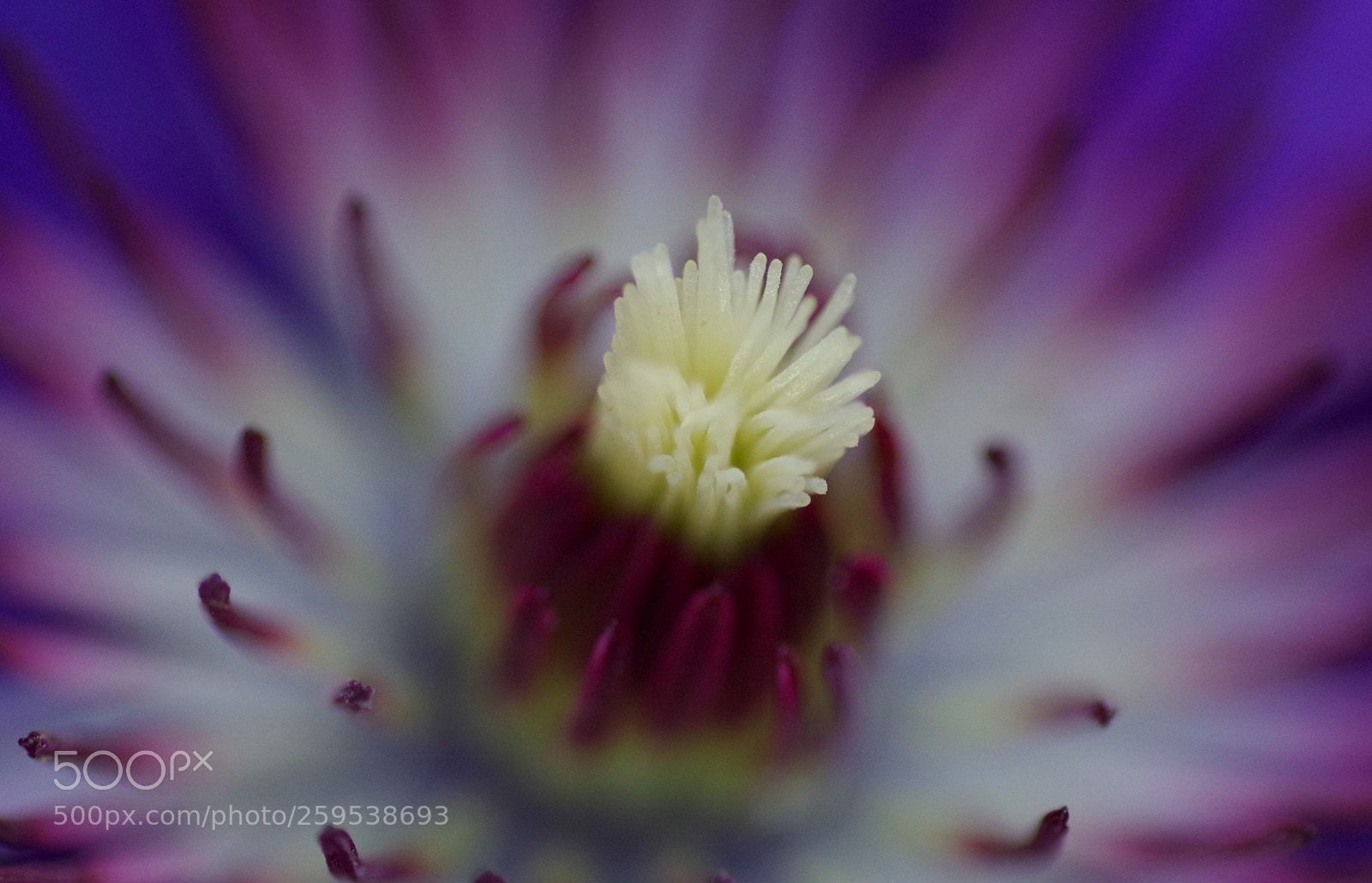 Pentax K-30 sample photo. Flower macro photography