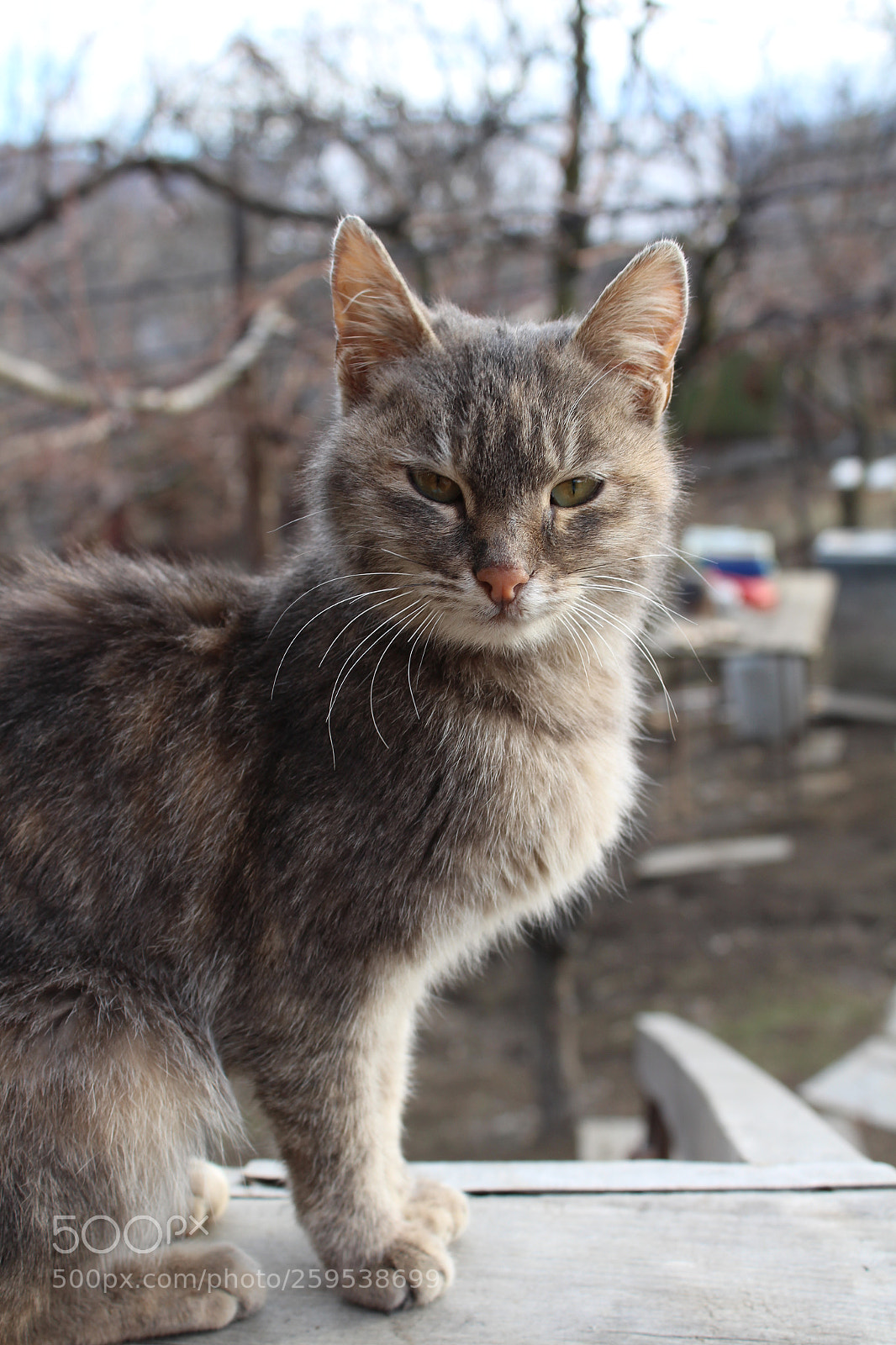 Canon EOS 700D (EOS Rebel T5i / EOS Kiss X7i) sample photo. Untitled photography