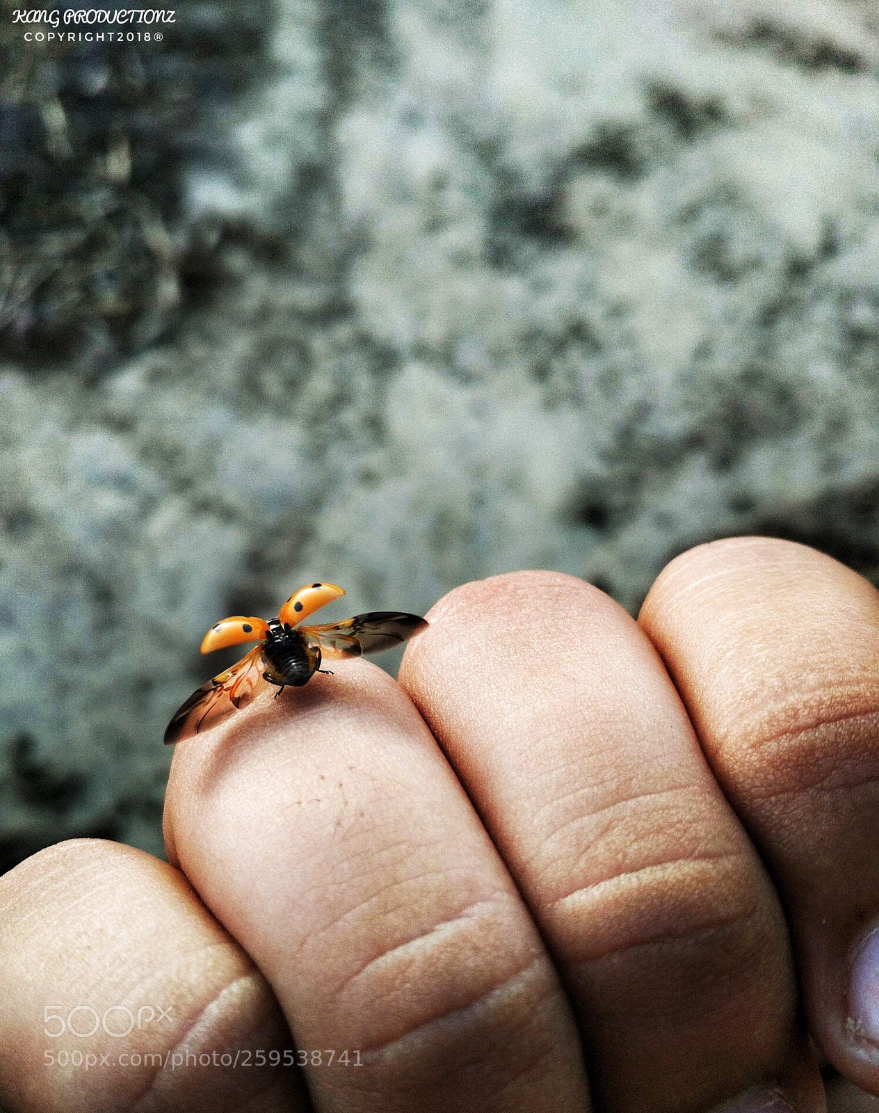 Xiaomi Redmi 4 Pro sample photo. Lady bird photography