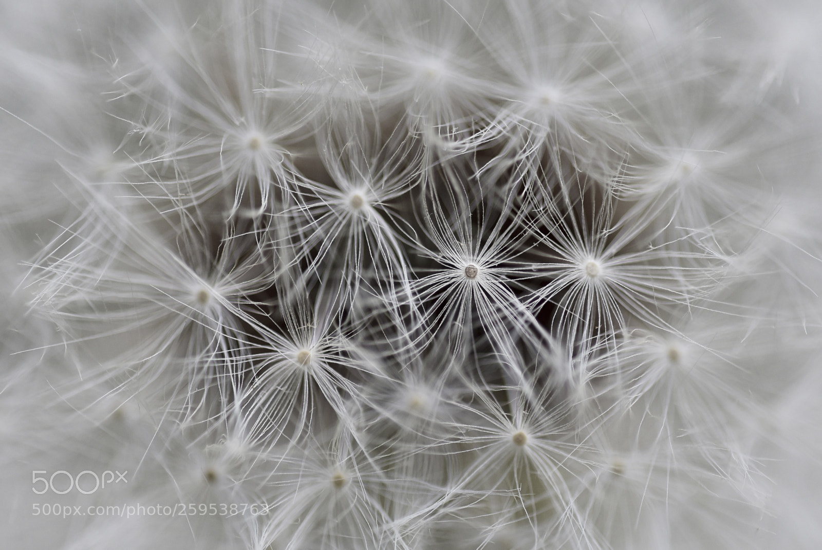 Nikon D750 sample photo. The dandelion photography