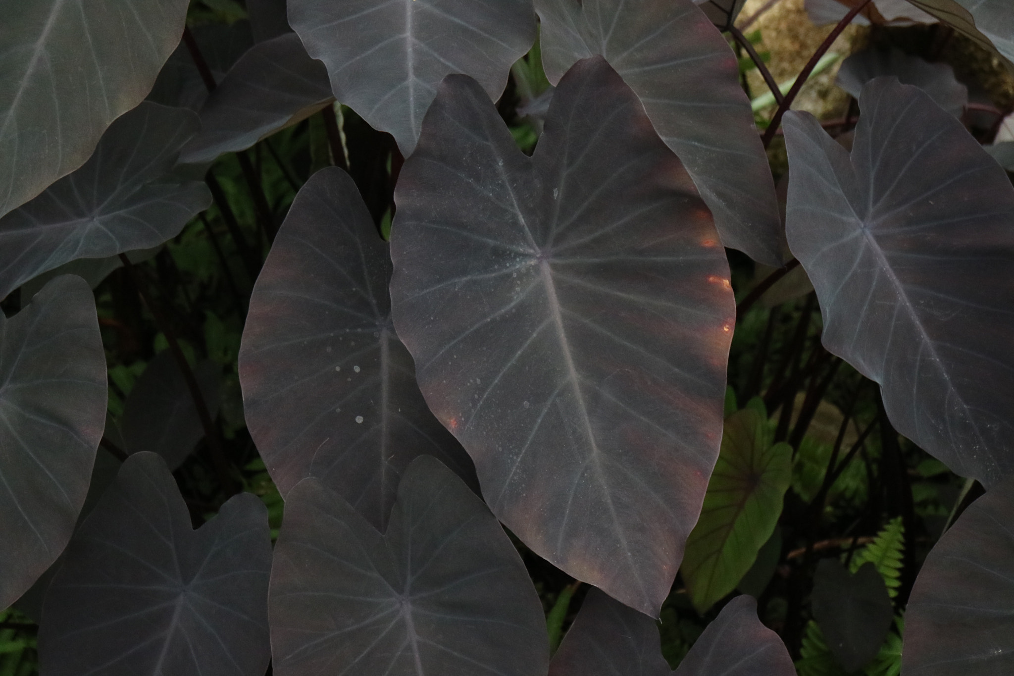 Canon EOS M3 sample photo. Blacl leaves photography