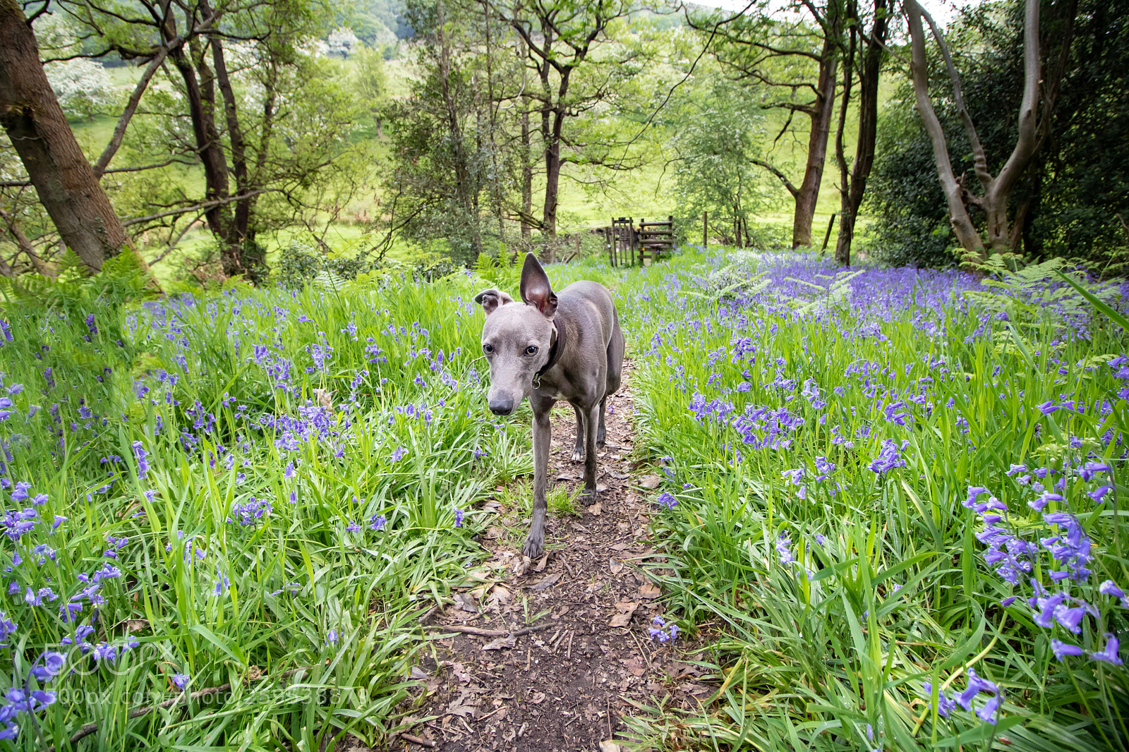 Canon EOS 750D (EOS Rebel T6i / EOS Kiss X8i) sample photo. Blue bell walk photography