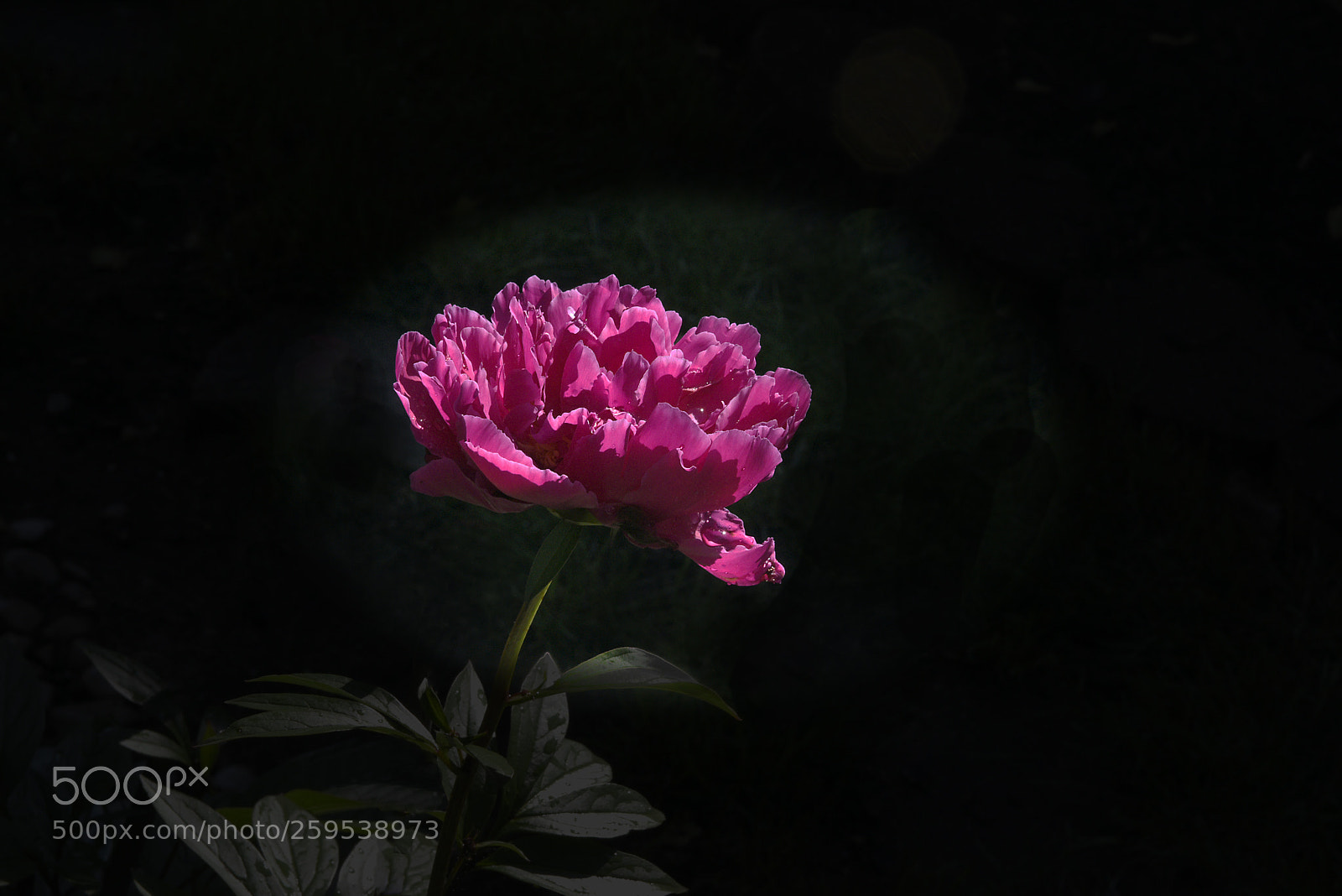 Nikon D810 sample photo. Hello gorgeous photography