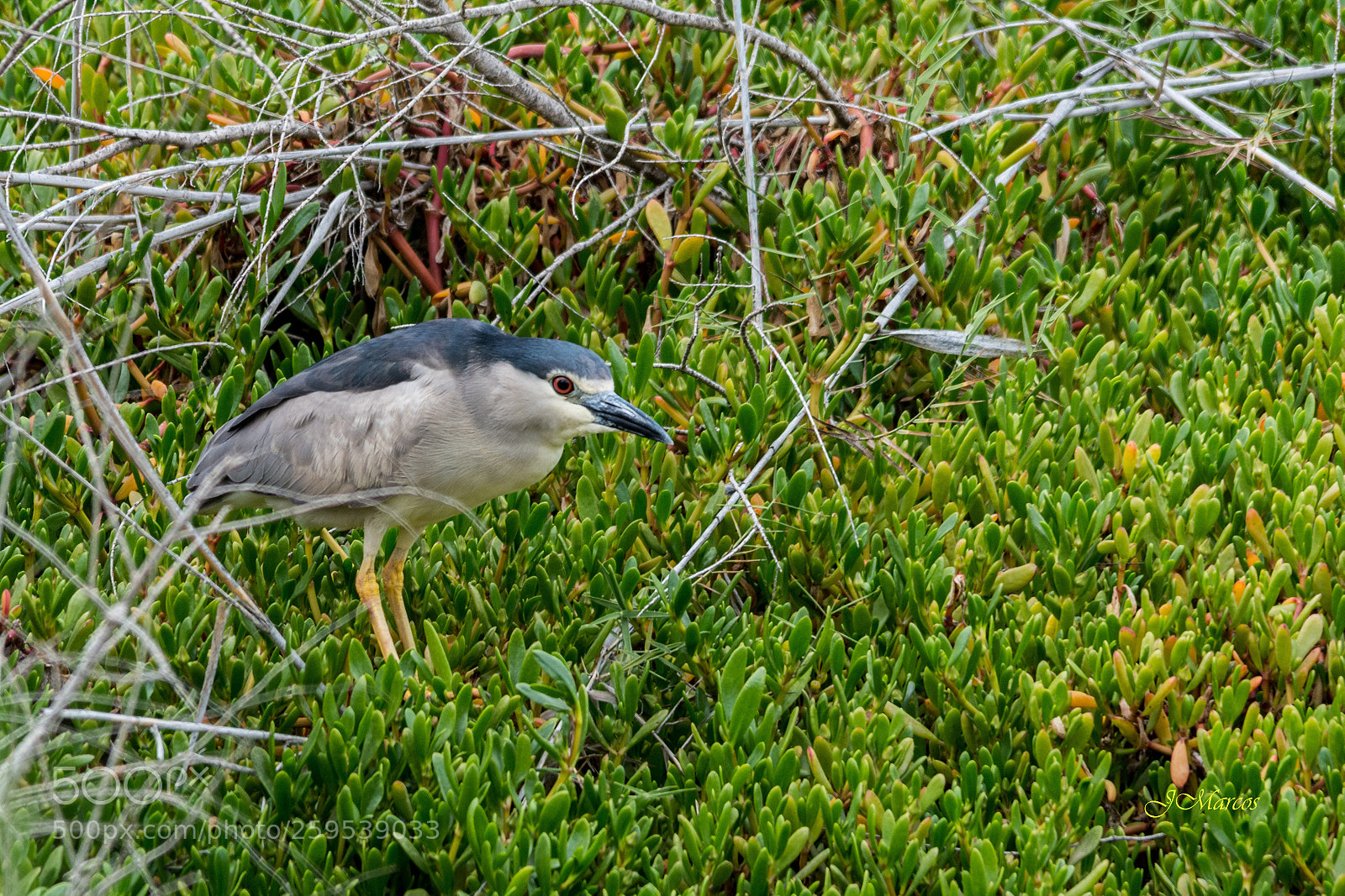 Nikon D7100 sample photo. Black-crowned night-heron photography