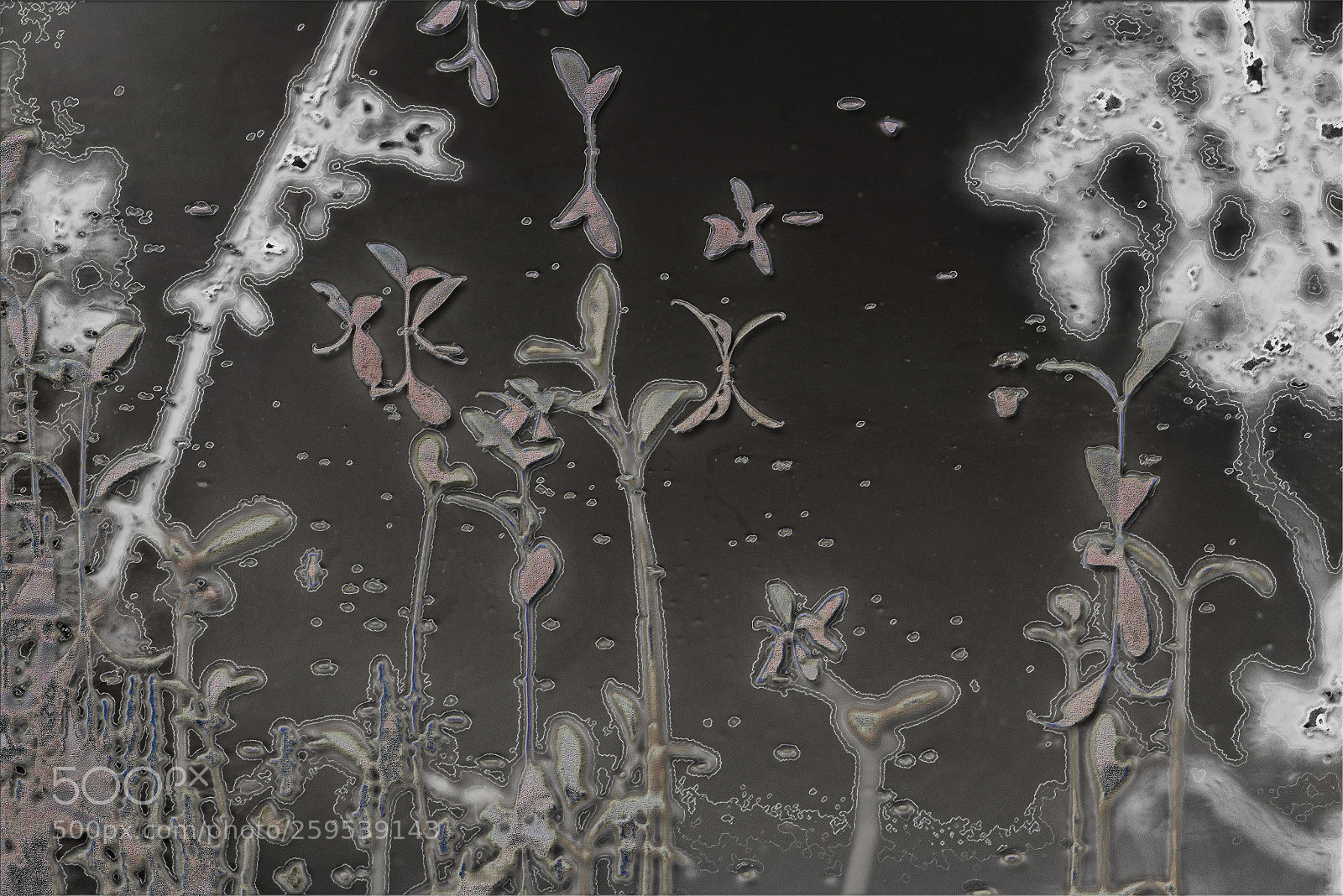 Nikon D600 sample photo. Mangrove shoots fantasy photography