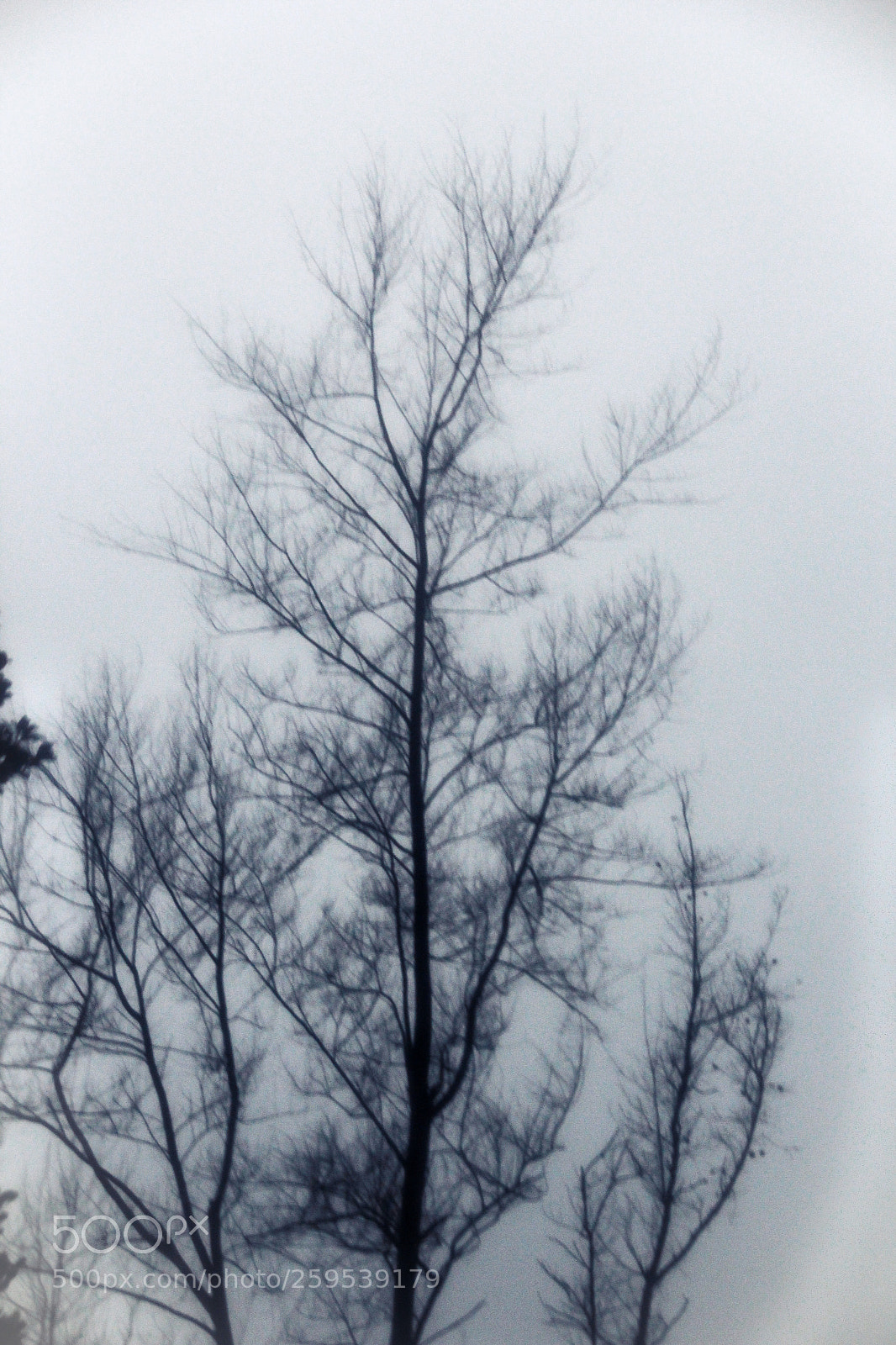 Canon EOS 60D sample photo. Tree and fog photography