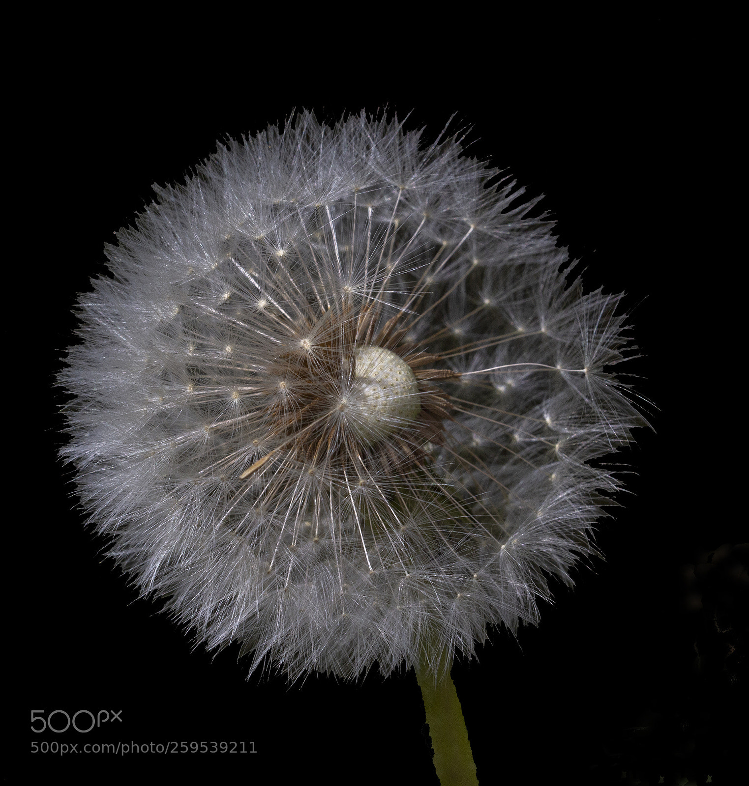 Canon EOS 7D sample photo. Decaying beauty photography