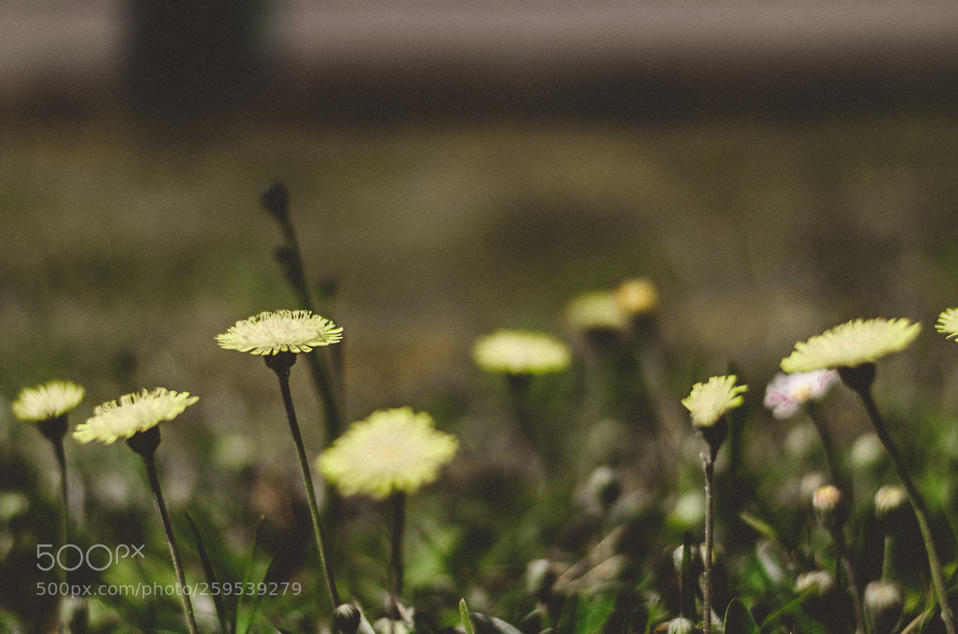 Nikon D5100 sample photo. Flowers photography