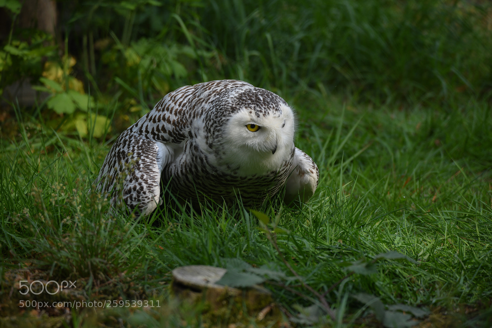 Nikon D850 sample photo. Snowy owl photography
