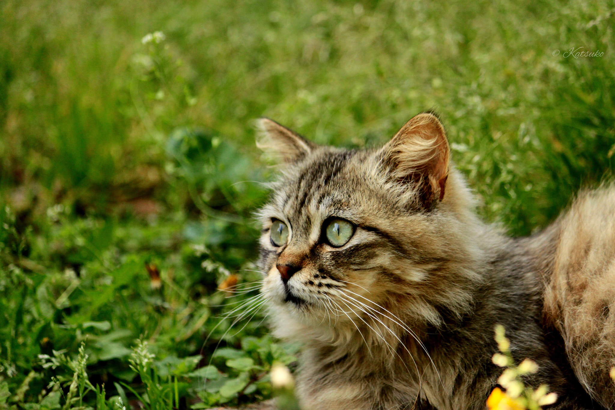 Canon EOS 500D (EOS Rebel T1i / EOS Kiss X3) sample photo. Brown tabby cat photography