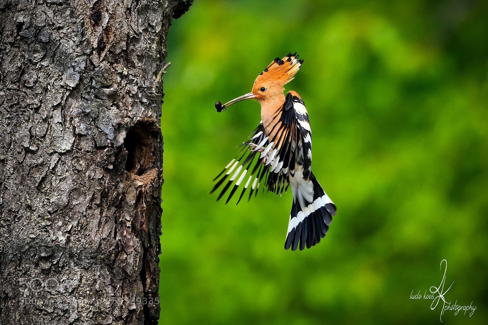 Nikon D500 sample photo. Eurasian hoopoe photography