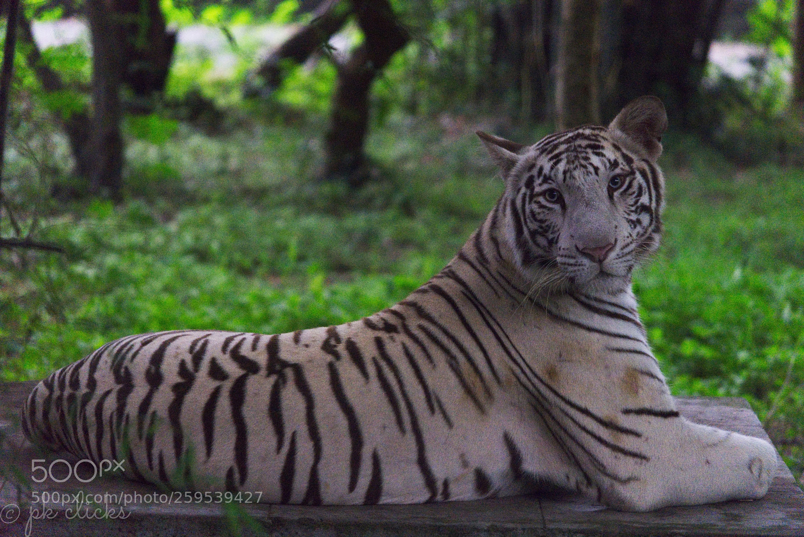 Nikon D7200 sample photo. White tiger photography