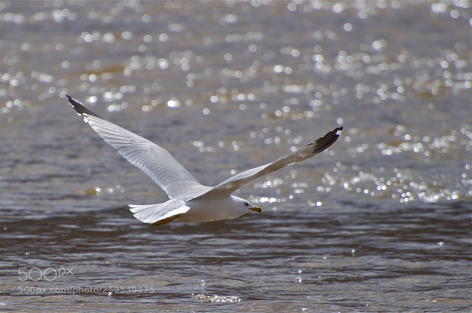 Nikon D5000 sample photo. Ring billed gull photography