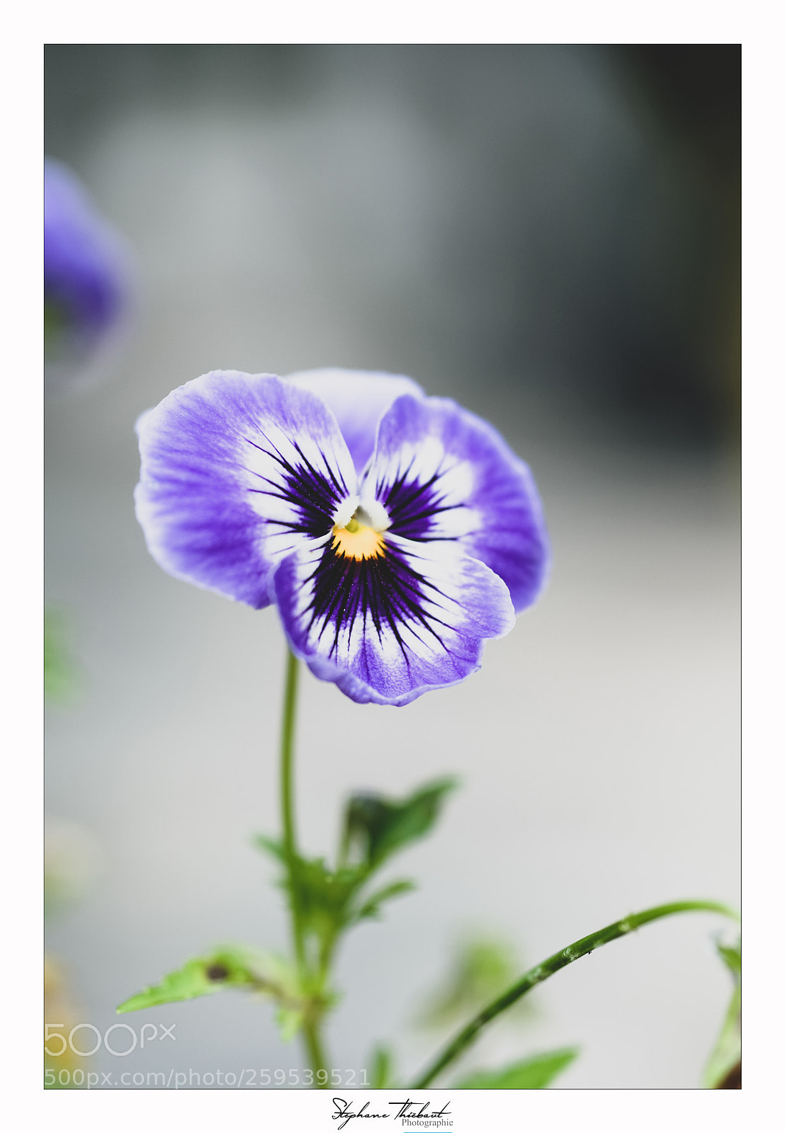 Fujifilm X-T2 sample photo. Dernière pensée ... photography
