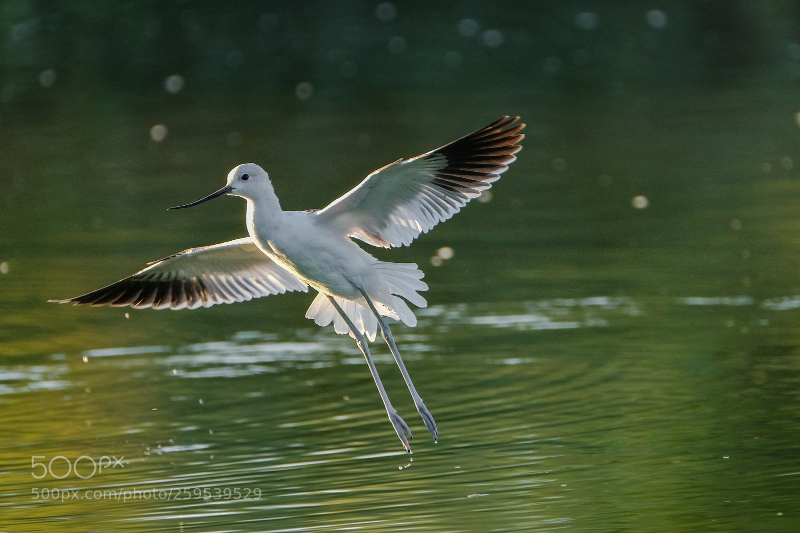 Fujifilm X-T2 sample photo. American avocet photography