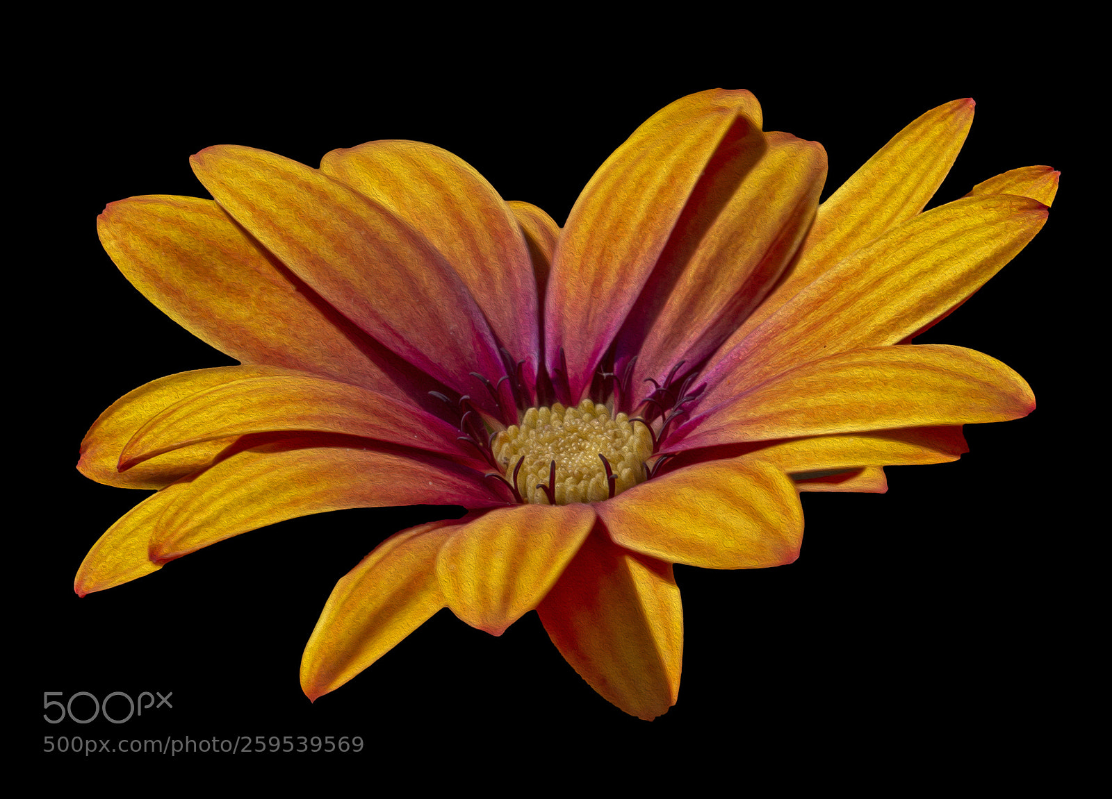 Canon EOS 7D sample photo. Yellow flower photography