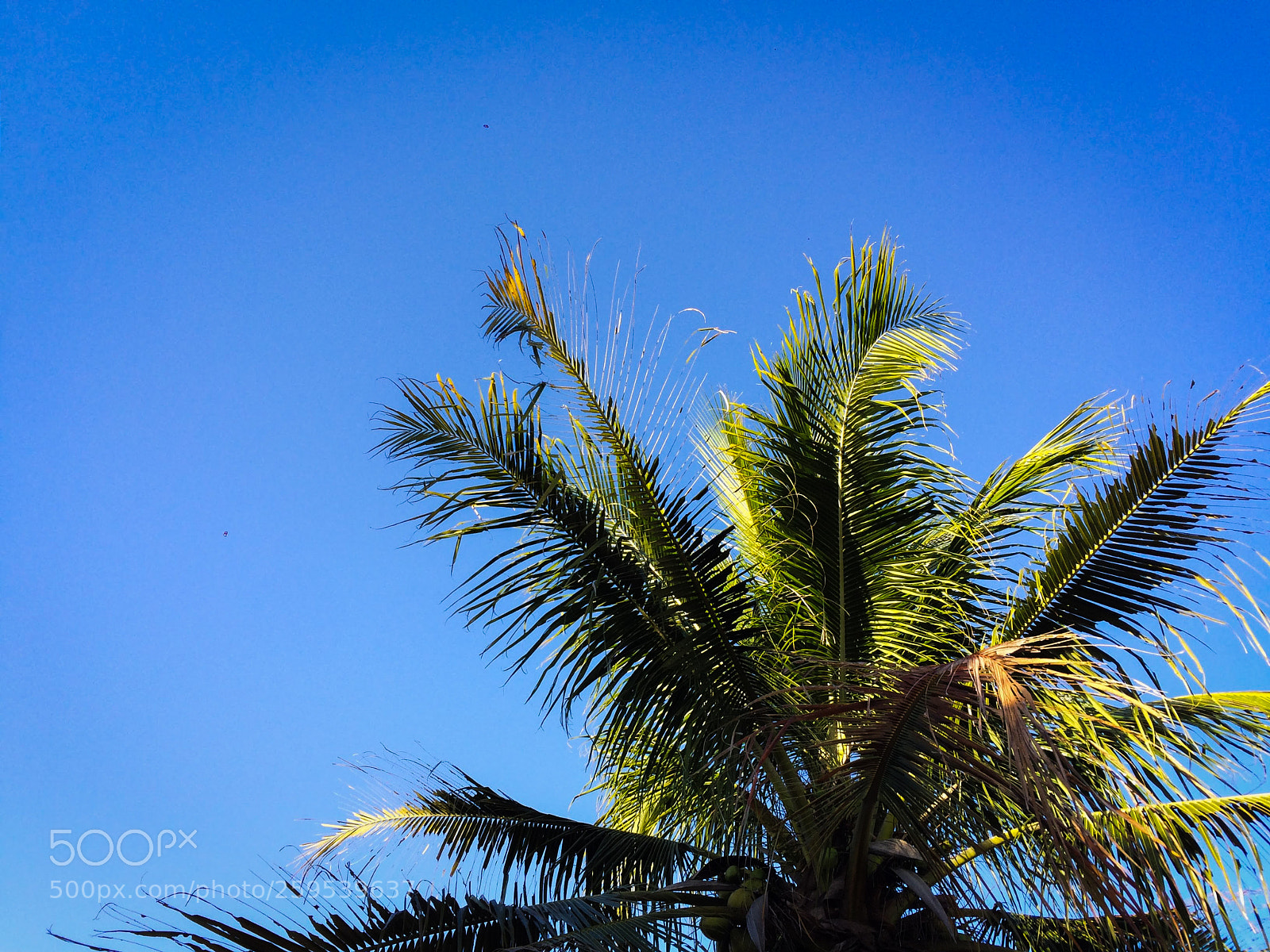 Apple iPhone 5s sample photo. Blue is up photography