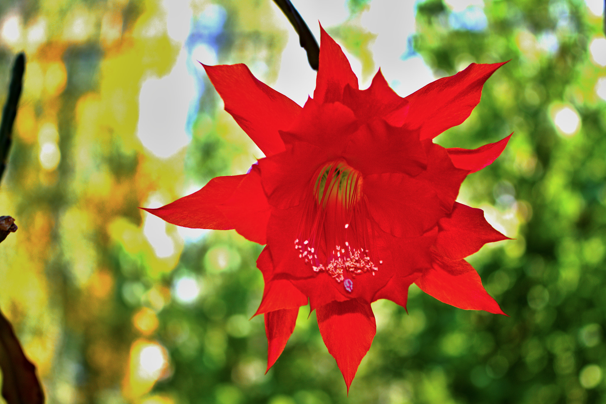 Canon EOS 50D sample photo. Flower of cactus. photography