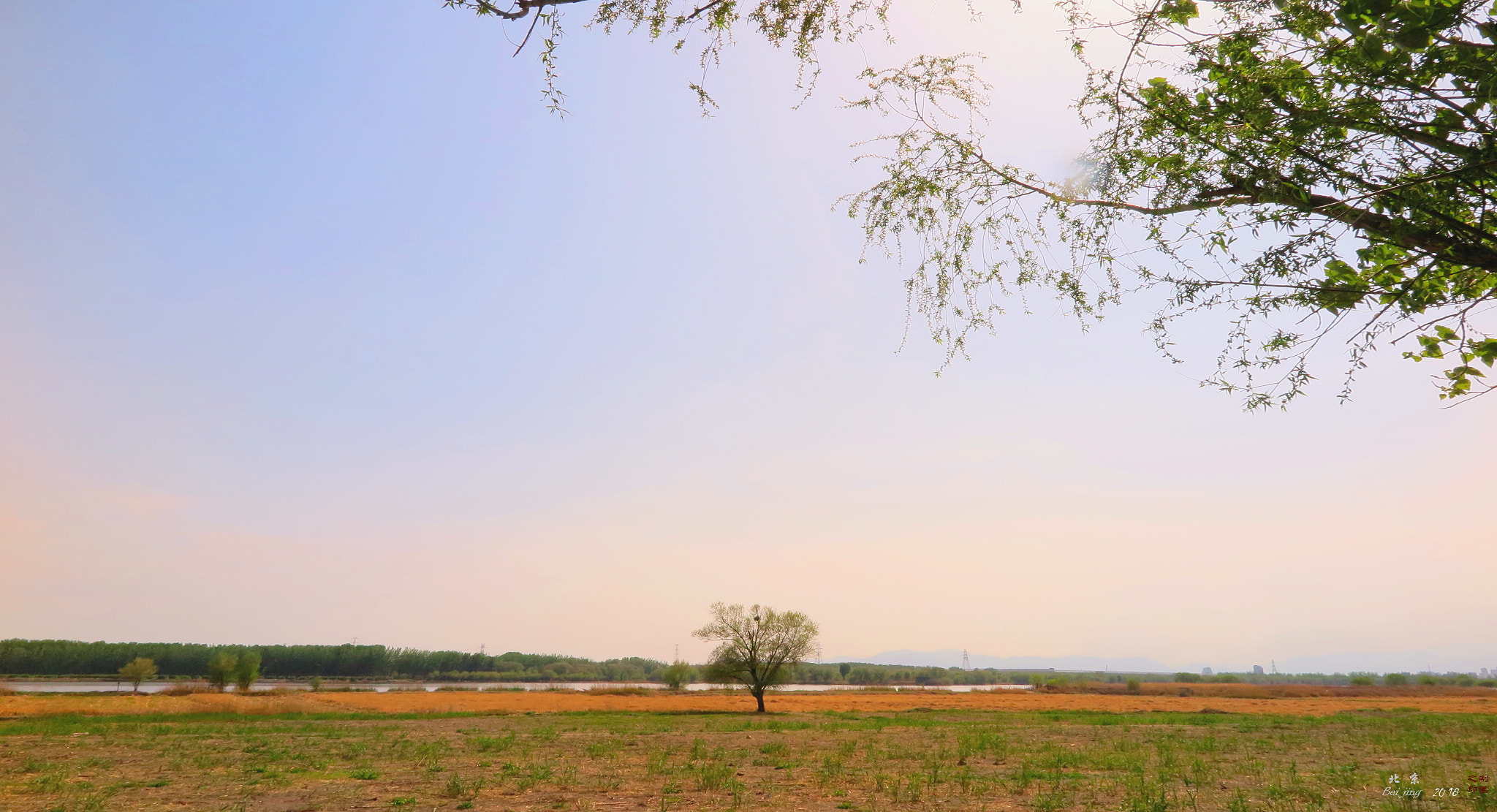 Canon PowerShot G1 X Mark II sample photo. Lonely tree photography