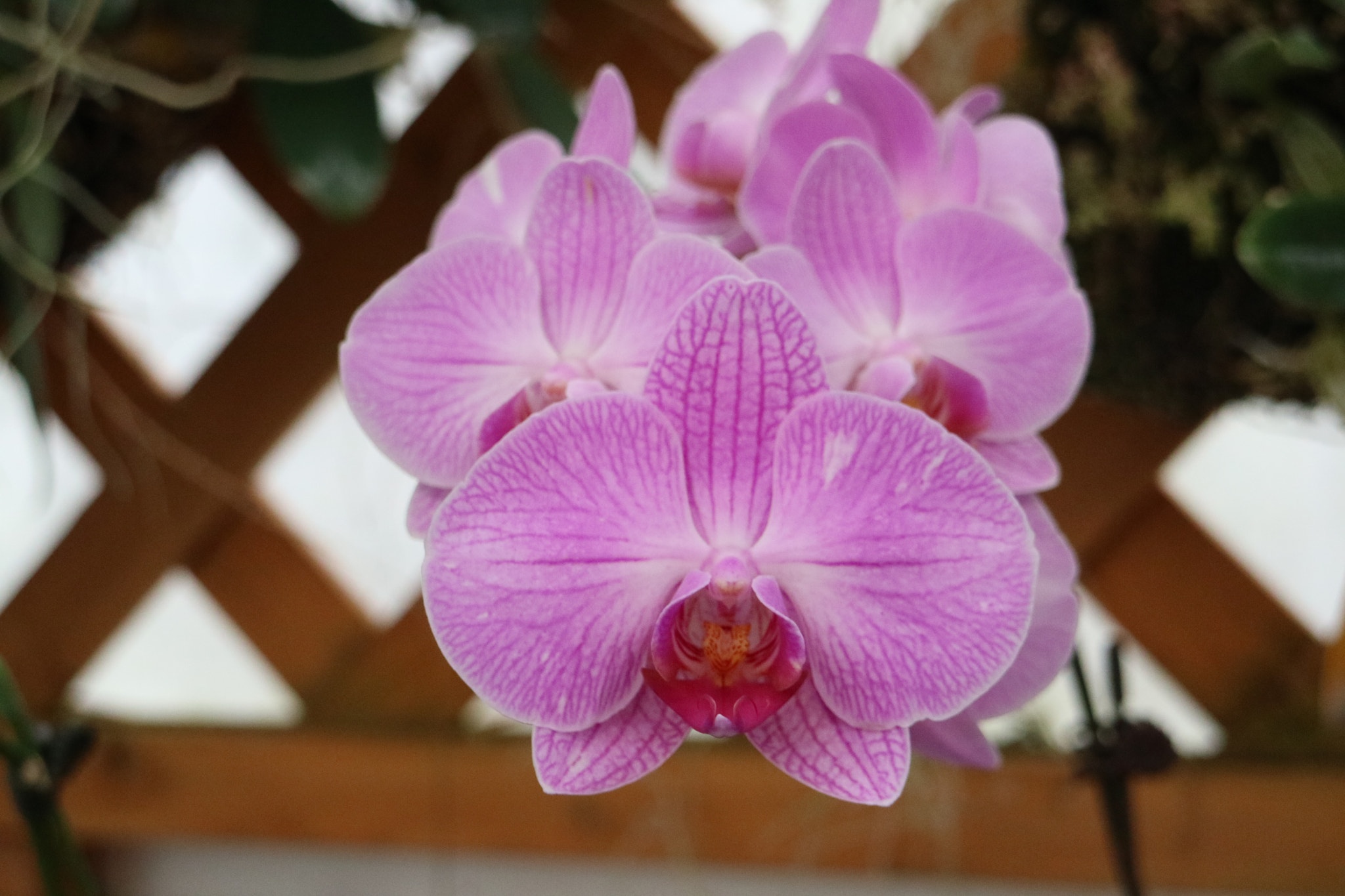 Canon EOS M3 sample photo. A flower photography