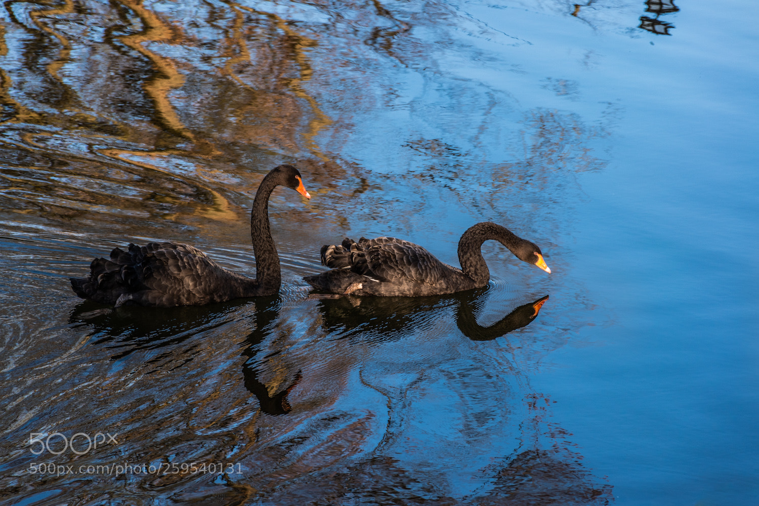Nikon D5500 sample photo. ... photography