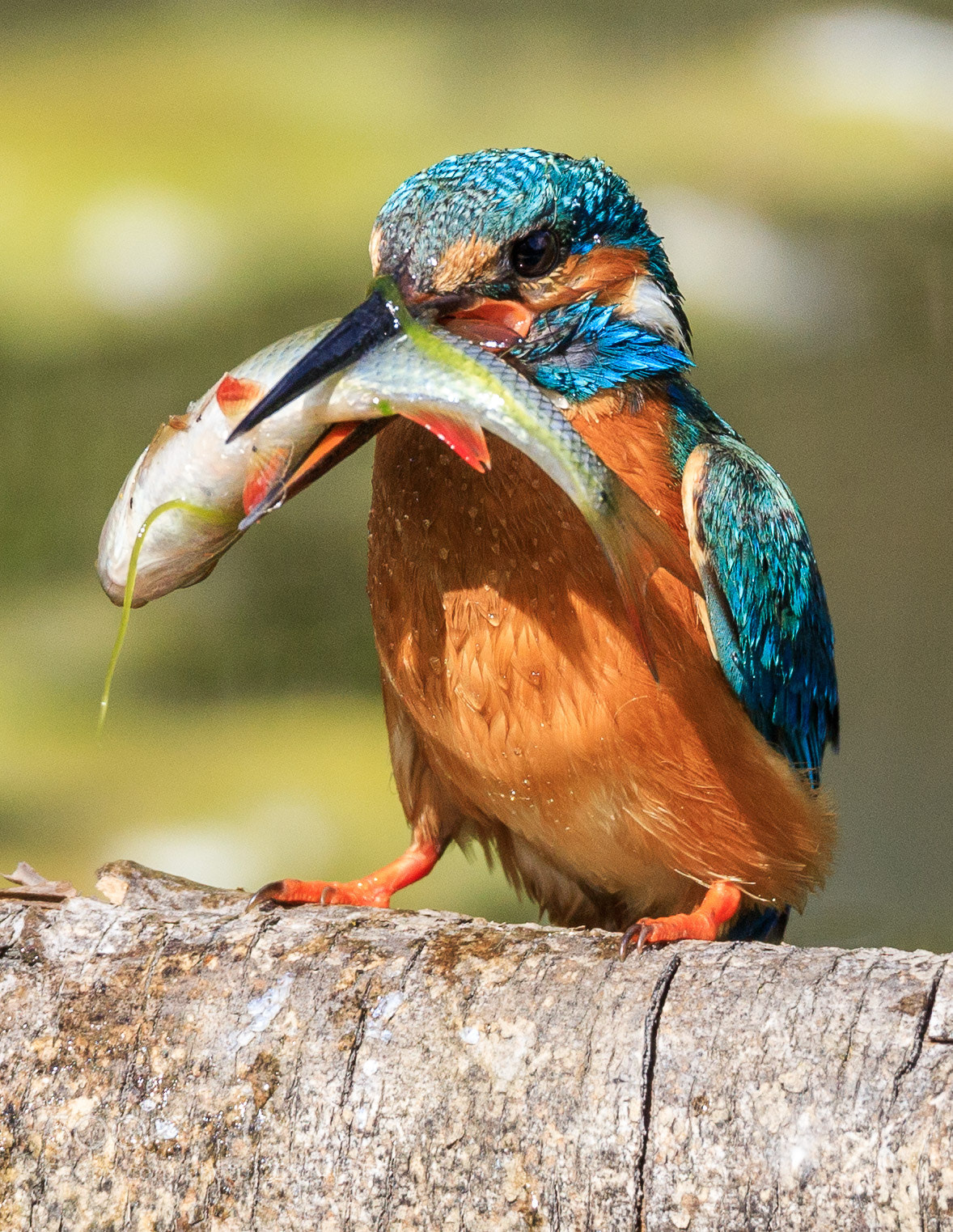 Canon EOS 6D Mark II sample photo. Kingfisher photography