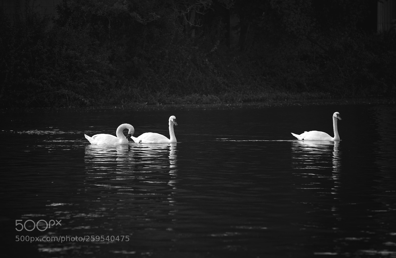 Nikon D700 sample photo. Calm swans photography